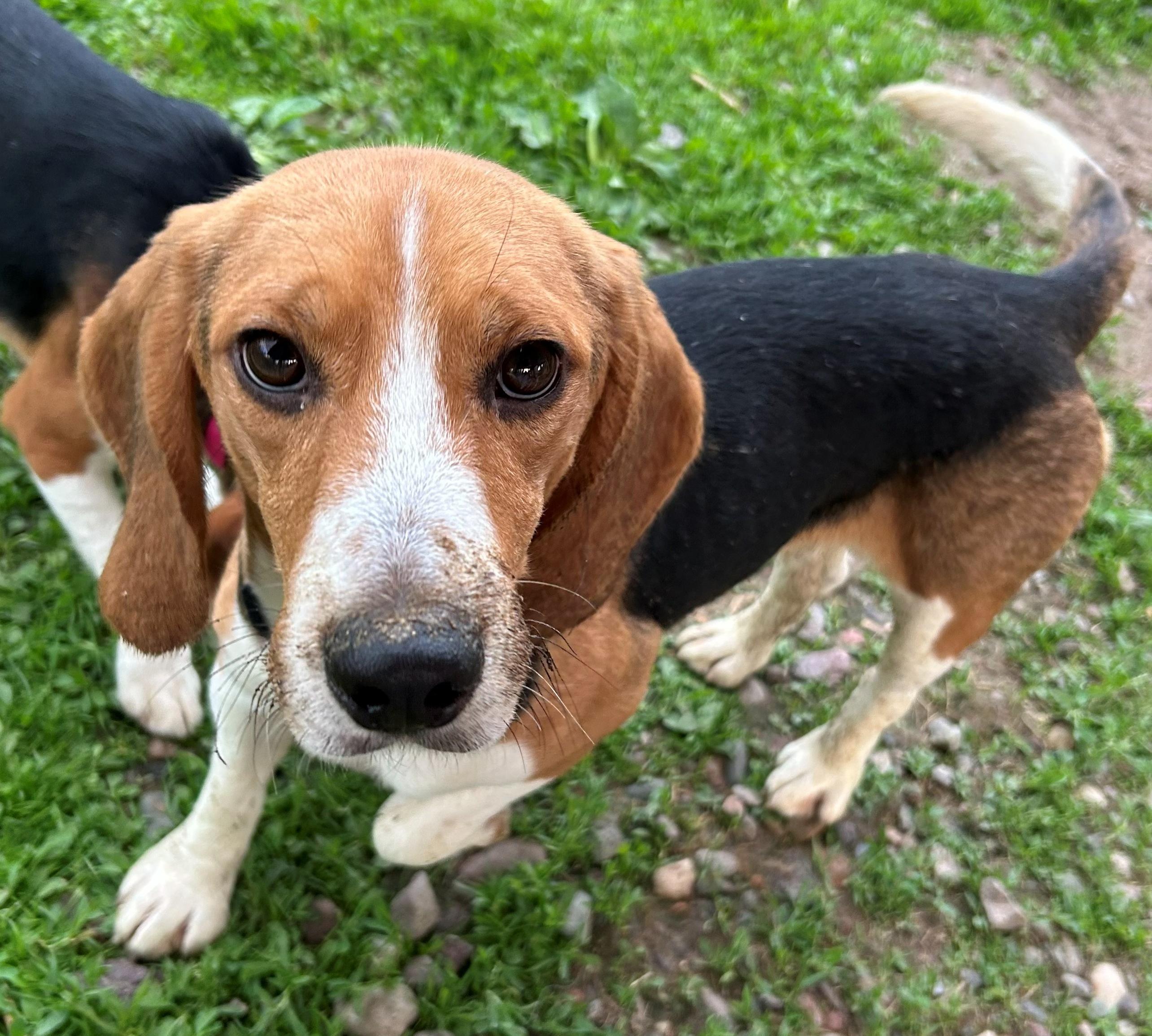 Enlarge Bravery, an adoptable Beagle in Neillsville, WI image 2/6