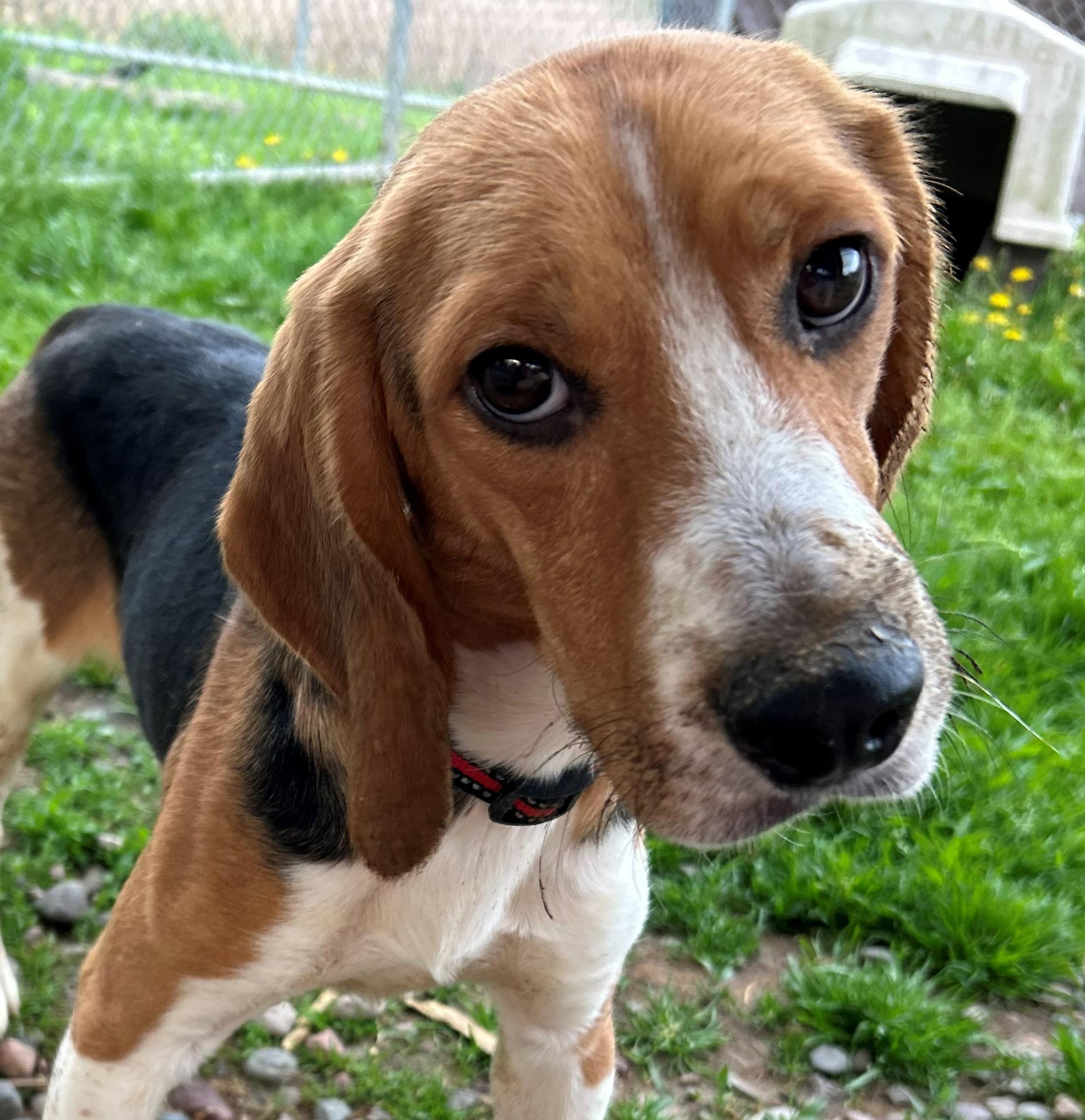 Enlarge Bravery, an adoptable Beagle in Neillsville, WI image 5/6