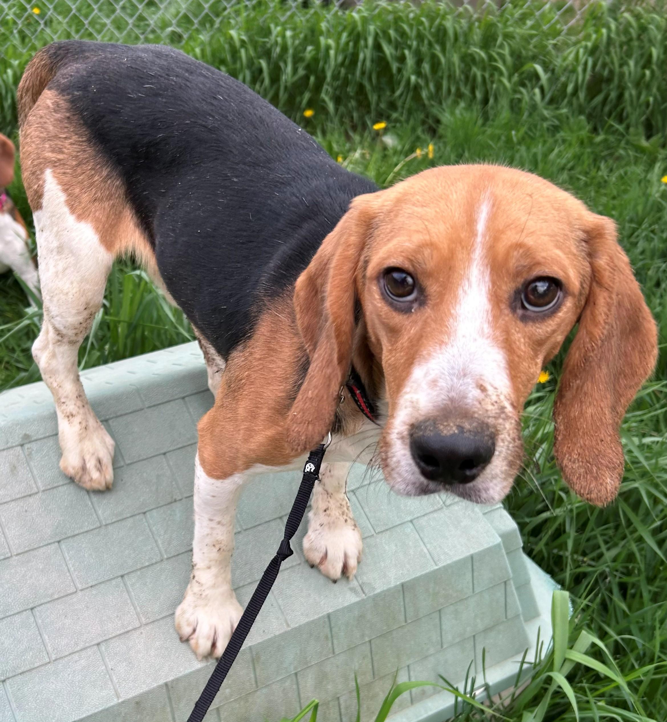 Enlarge Bravery, an adoptable Beagle in Neillsville, WI image 4/6