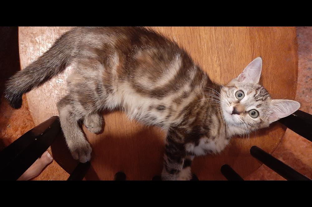 Julie, Adoptable, Kitten Female Tabby.