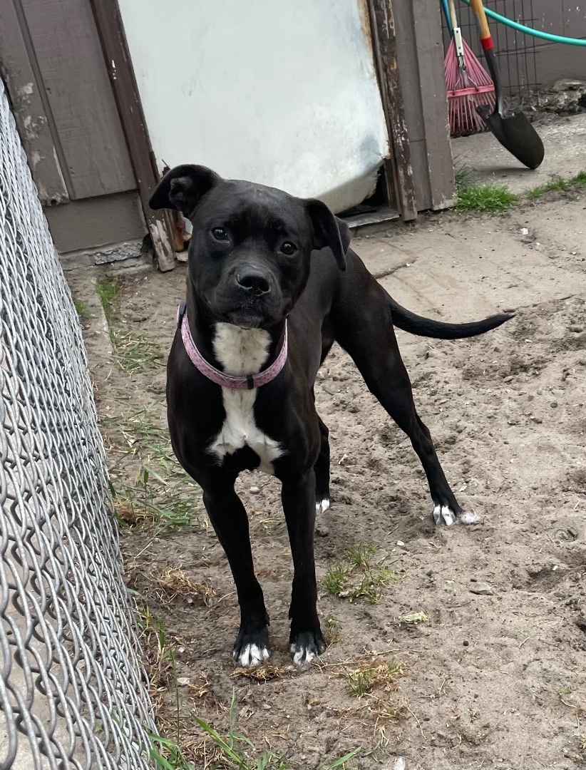 Enlarge Daisy, a Adopted mixed breed in Munising, MI image 1/5