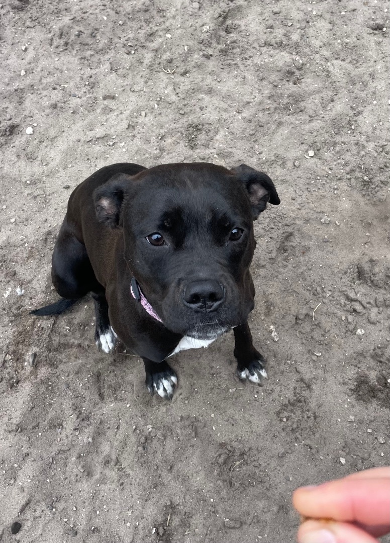 Enlarge Daisy, a Adopted mixed breed in Munising, MI image 2/5