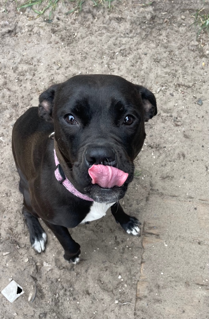 Enlarge Daisy, a Adopted mixed breed in Munising, MI image 3/5