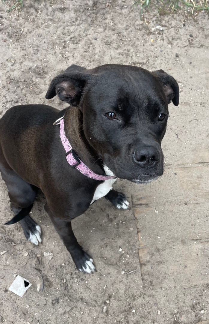 Enlarge Daisy, a Adopted mixed breed in Munising, MI image 4/5