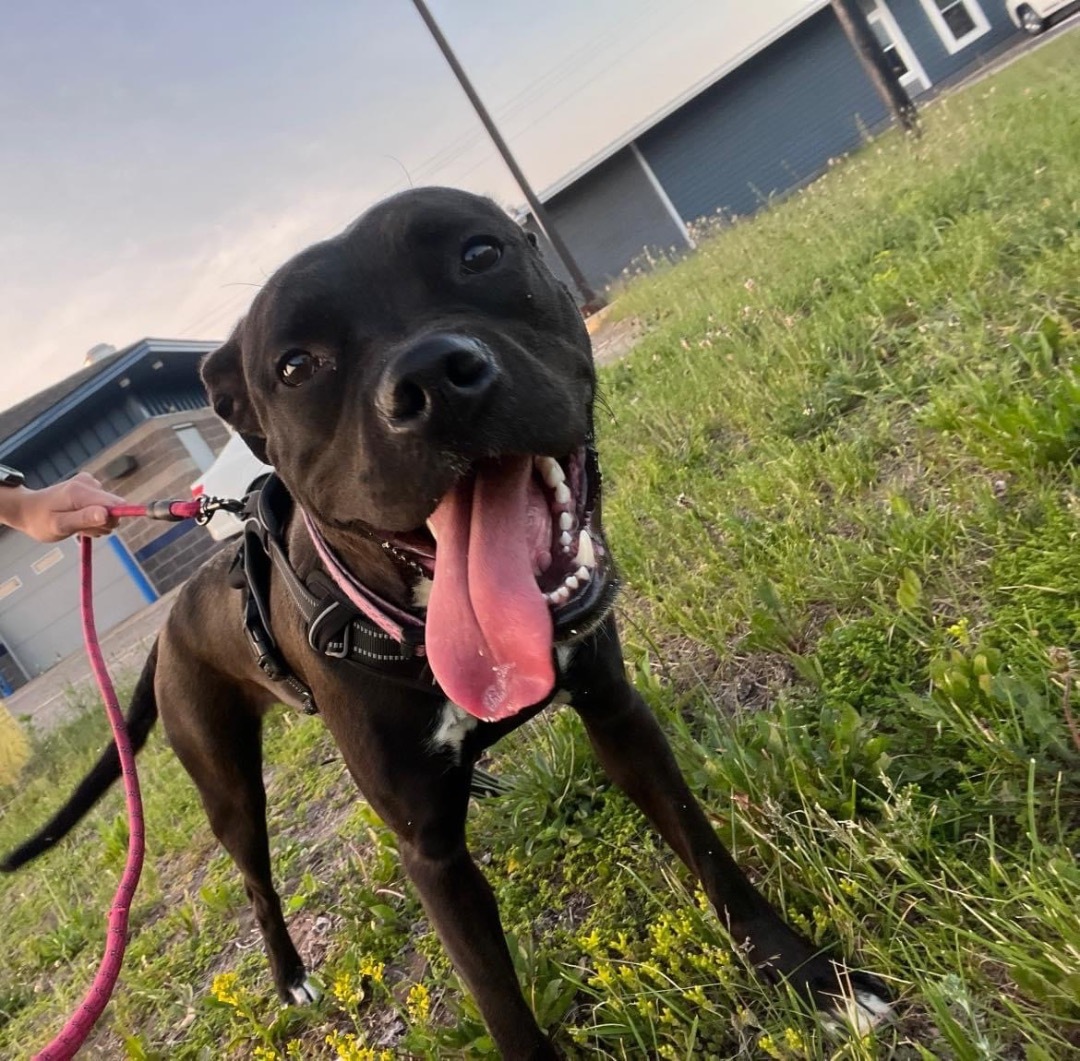 Enlarge Daisy, a Adopted mixed breed in Munising, MI image 5/5