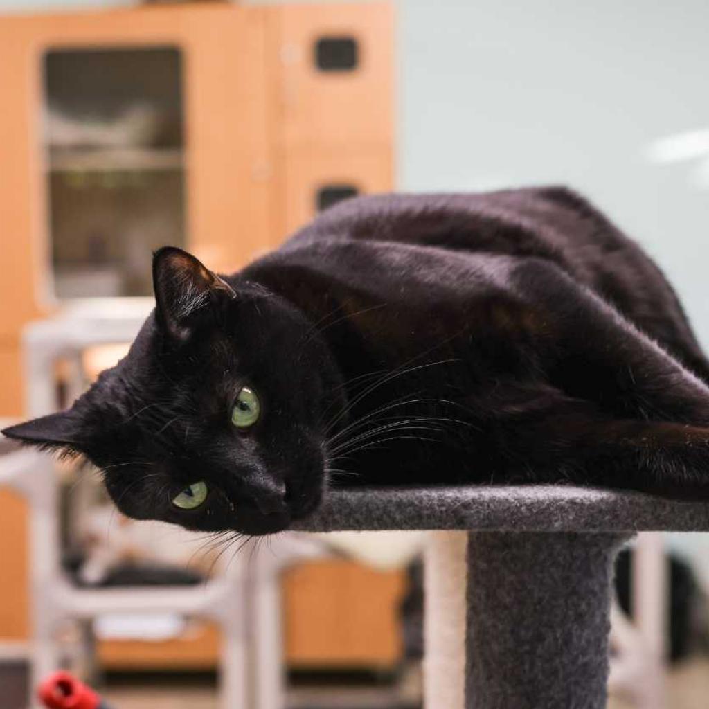 Enlarge Rugsy, a Adoptable Domestic Short Hair in Tampa, FL image 2/4