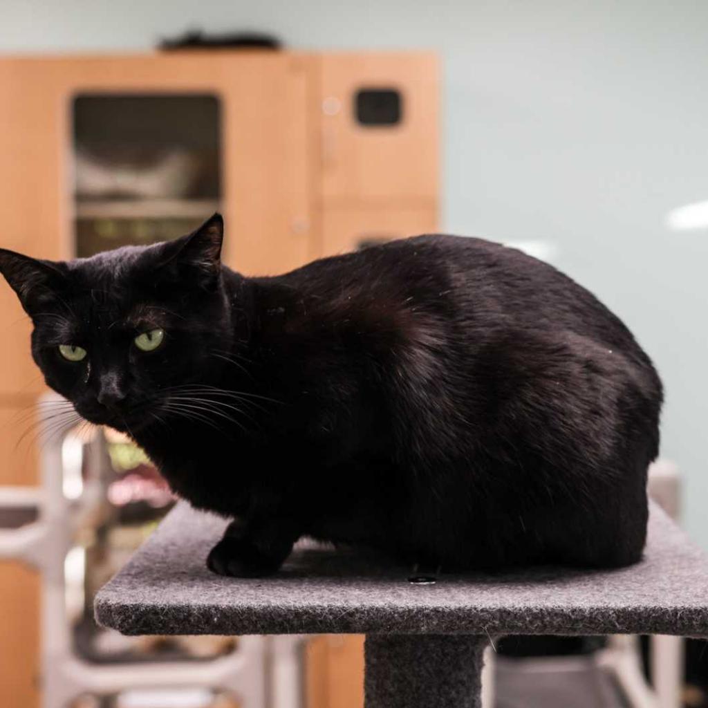 Enlarge Rugsy, a Adoptable Domestic Short Hair in Tampa, FL image 3/4