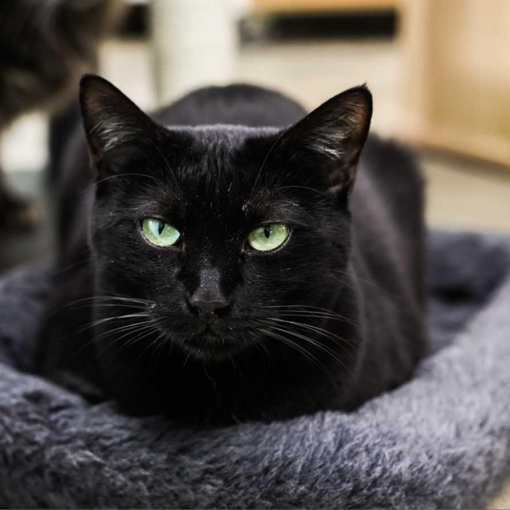 Enlarge Rugsy, a Adoptable Domestic Short Hair in Tampa, FL image 4/4