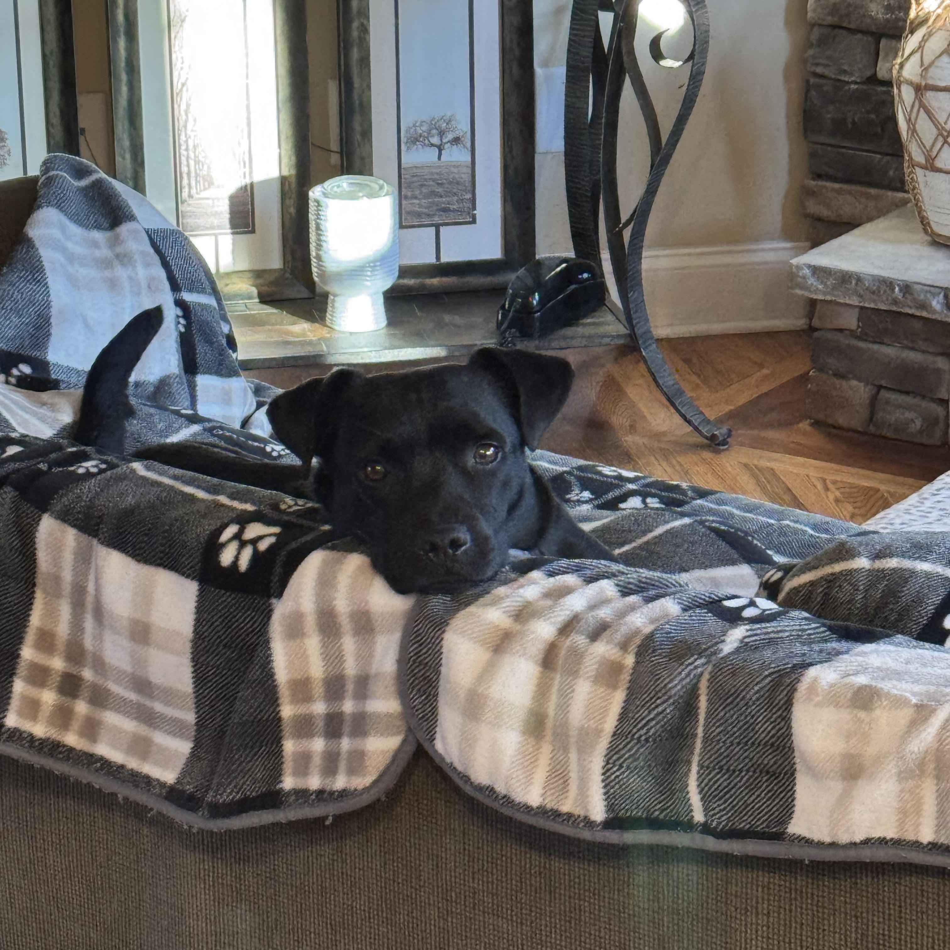 Dakota , a Adoptable mixed breed in Mount Juliet, TN image 5/6