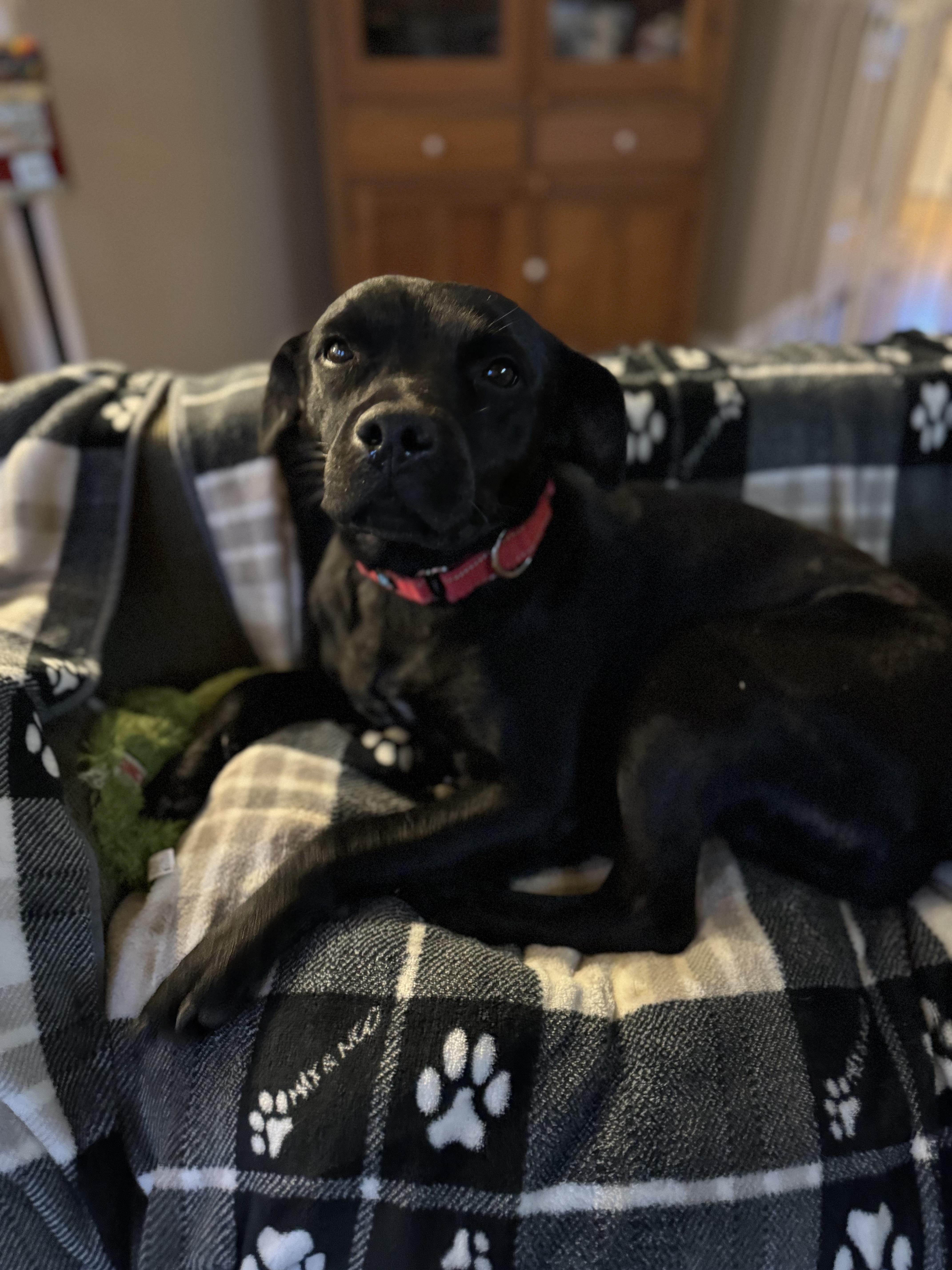 Dakota , a Adoptable mixed breed in Mount Juliet, TN image 4/6