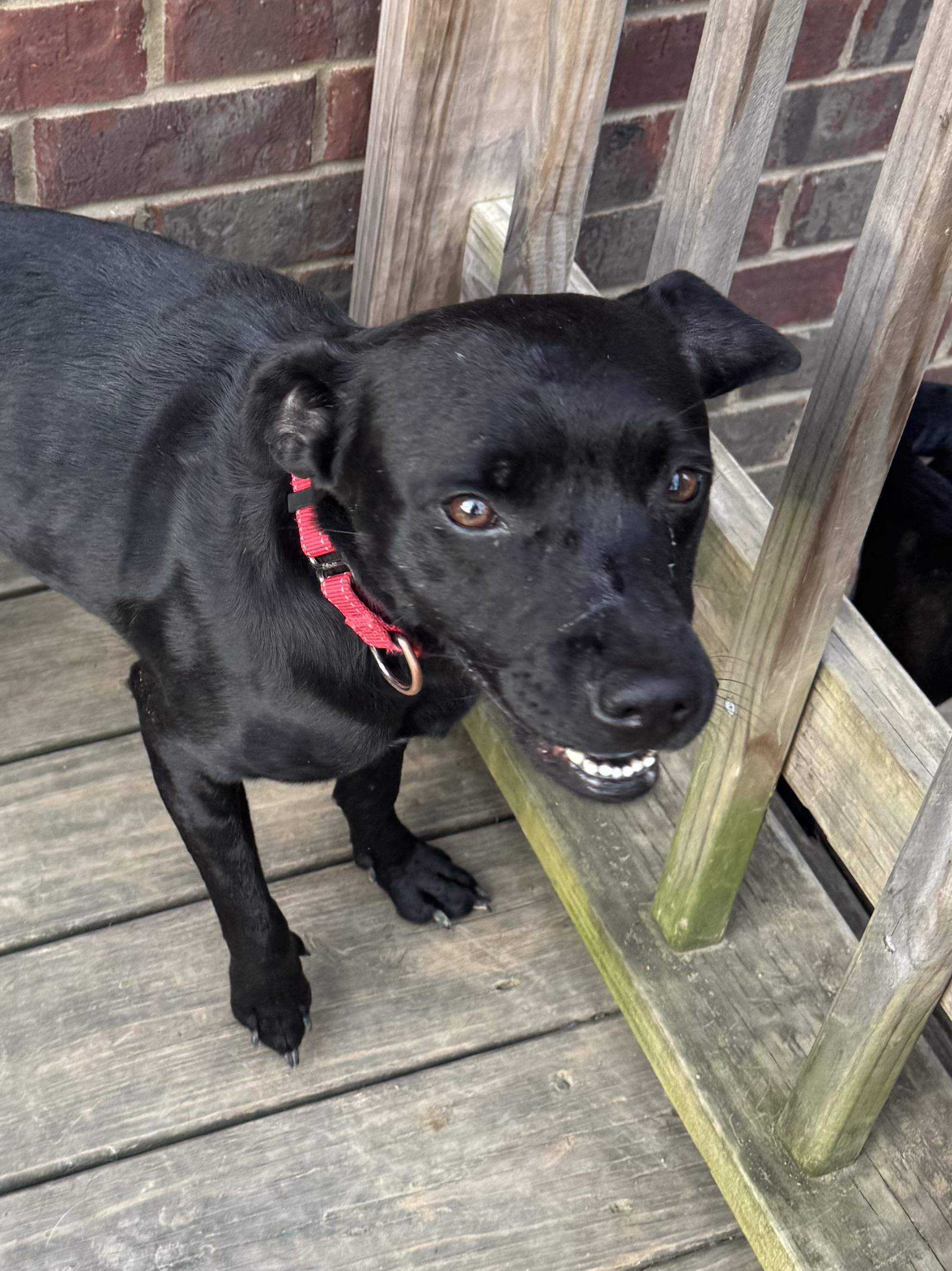 Dakota , a Adoptable mixed breed in Mount Juliet, TN image 3/6