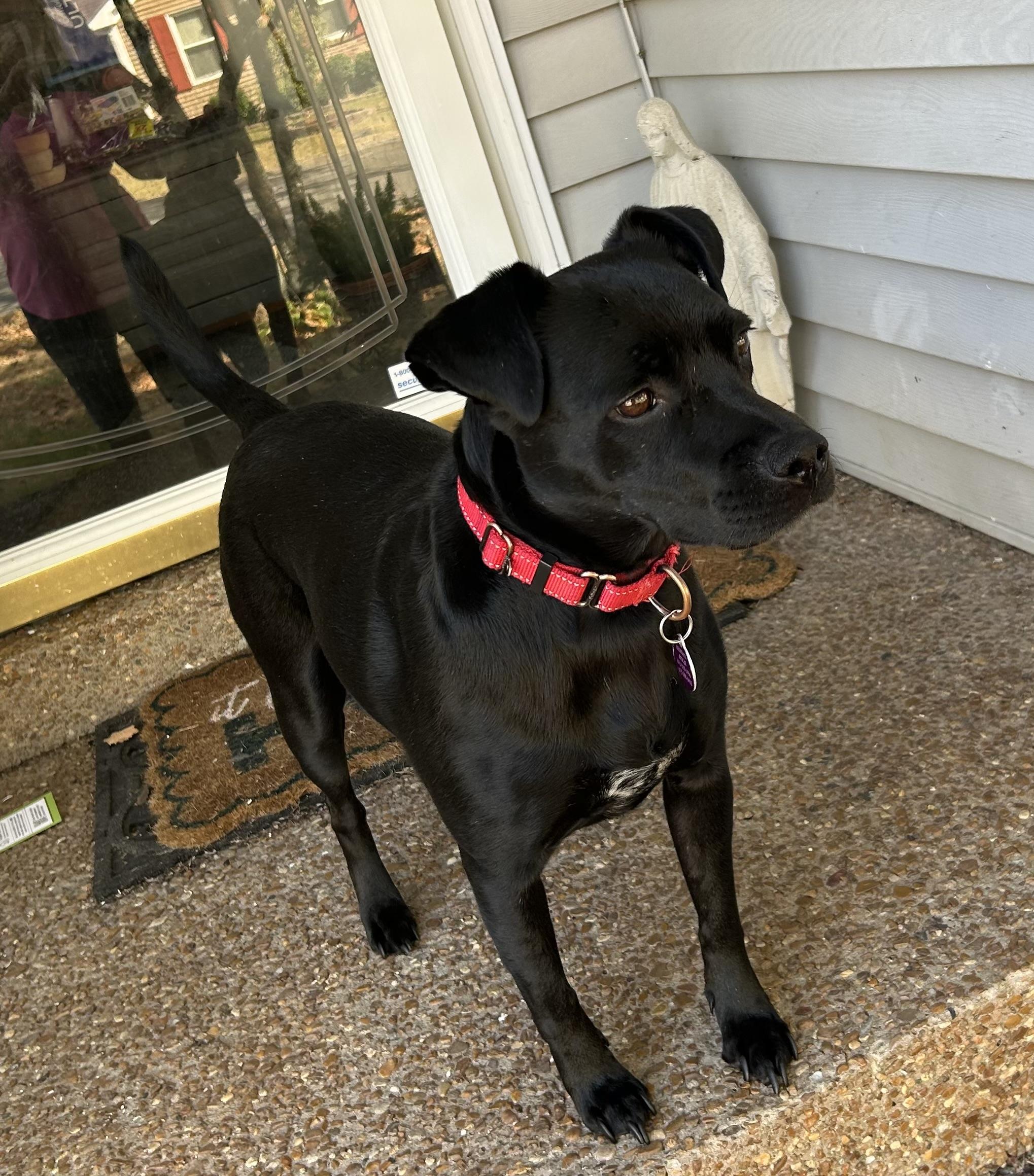 Dakota , Adoptable, Adult Female Black Labrador Retriever & American Staffordshire Terrier.