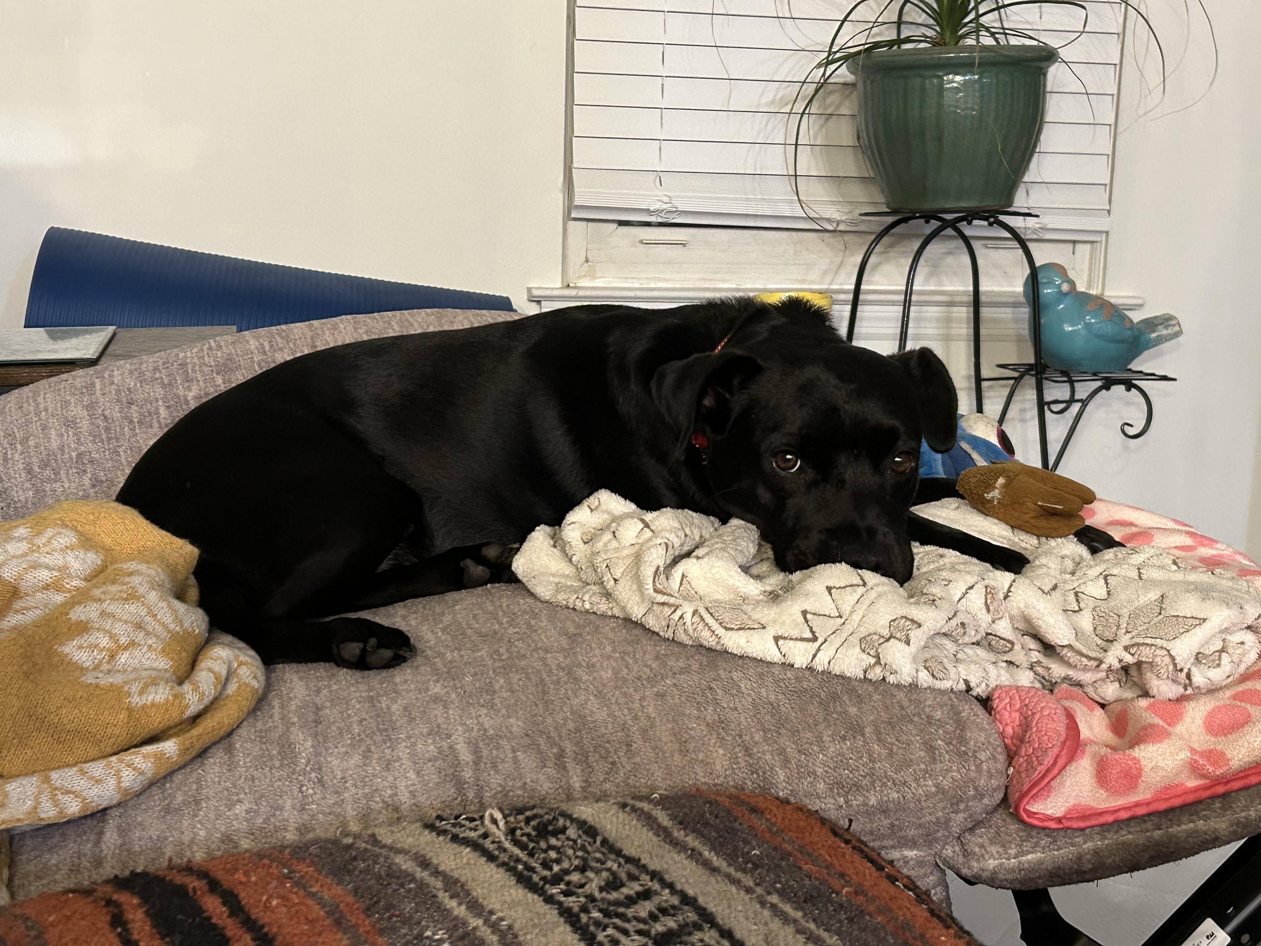 Enlarge Dakota , a Adoptable mixed breed in Mount Juliet, TN image 5/6
