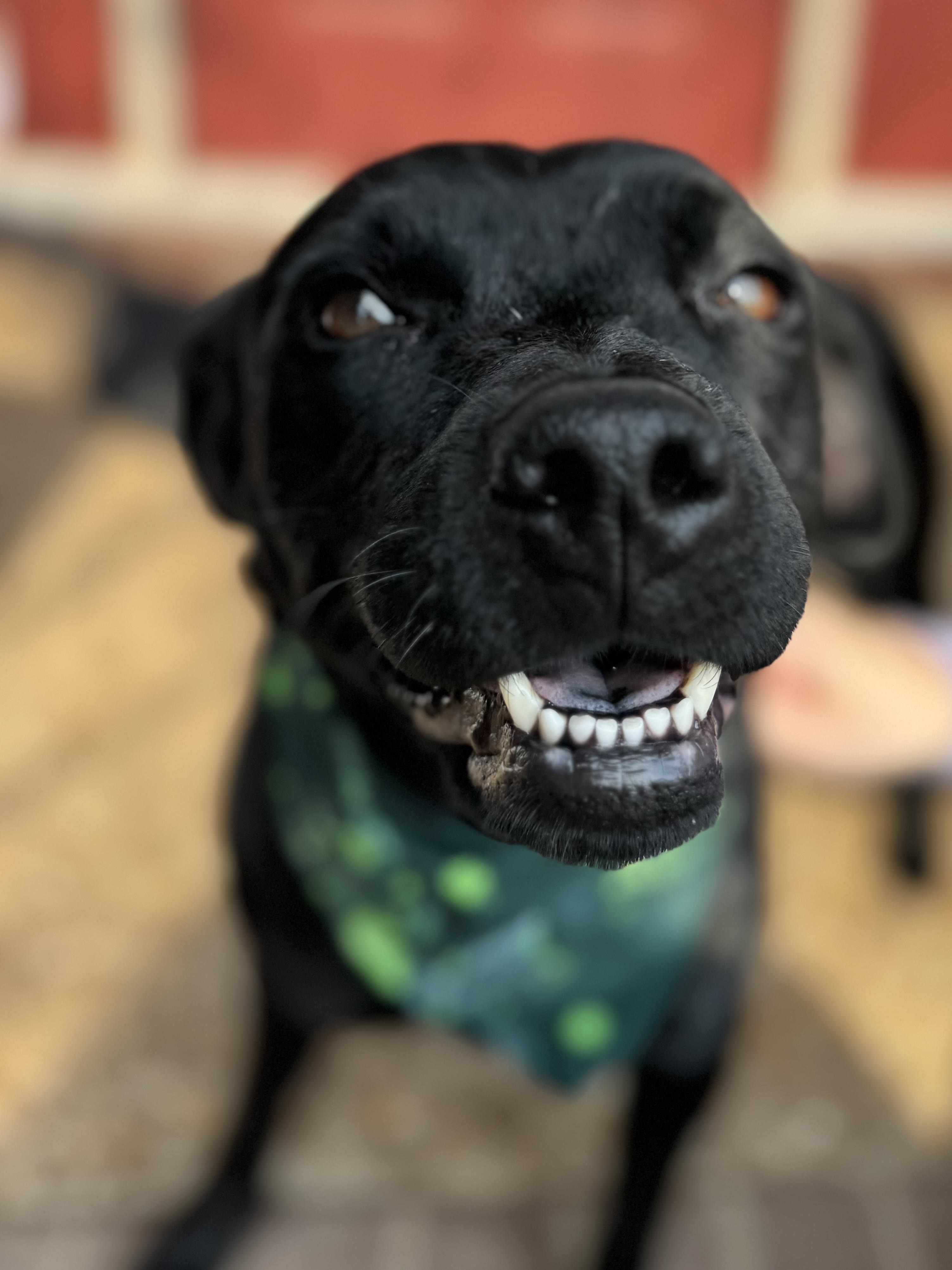 Dakota , Adoptable, Adult Female Black Labrador Retriever & American Staffordshire Terrier.