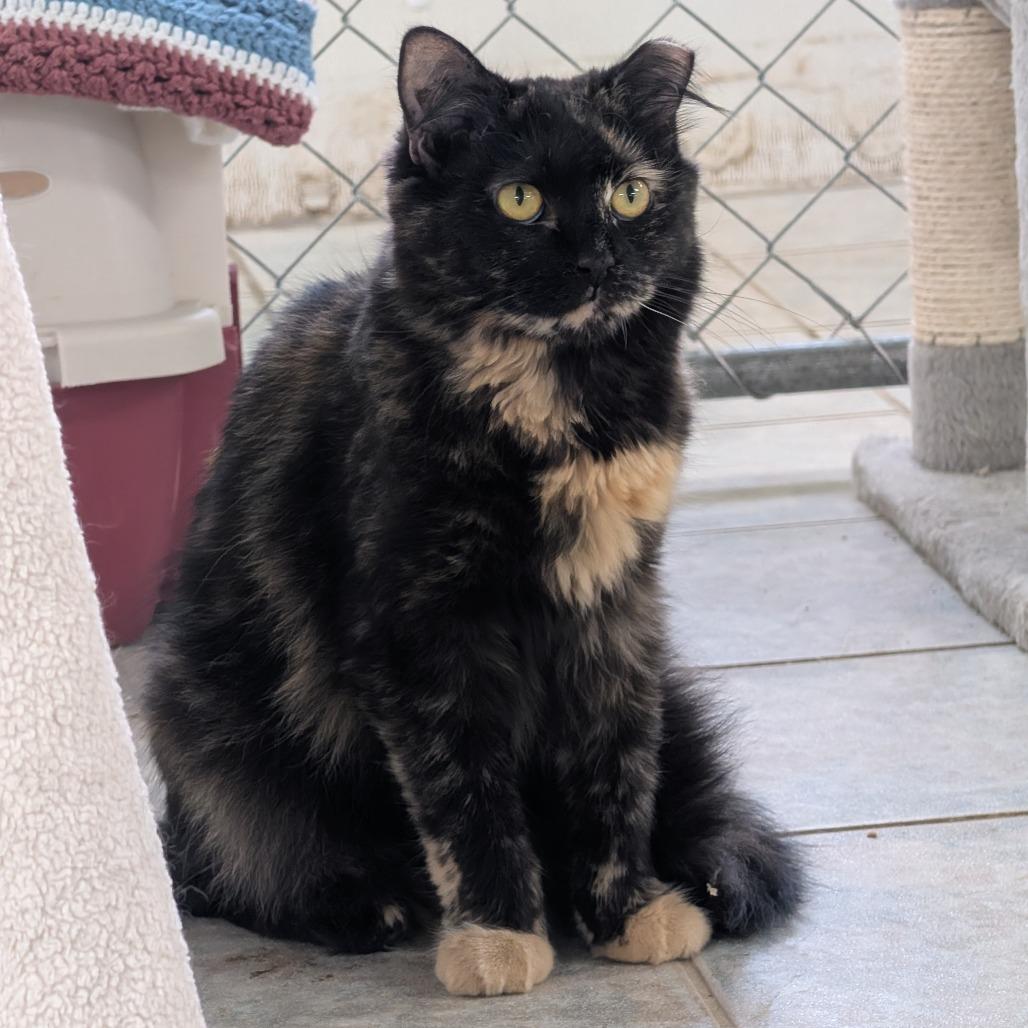 Enlarge Cough Drop, a Adoptable Domestic Short Hair in East Smithfield , PA image 1/6