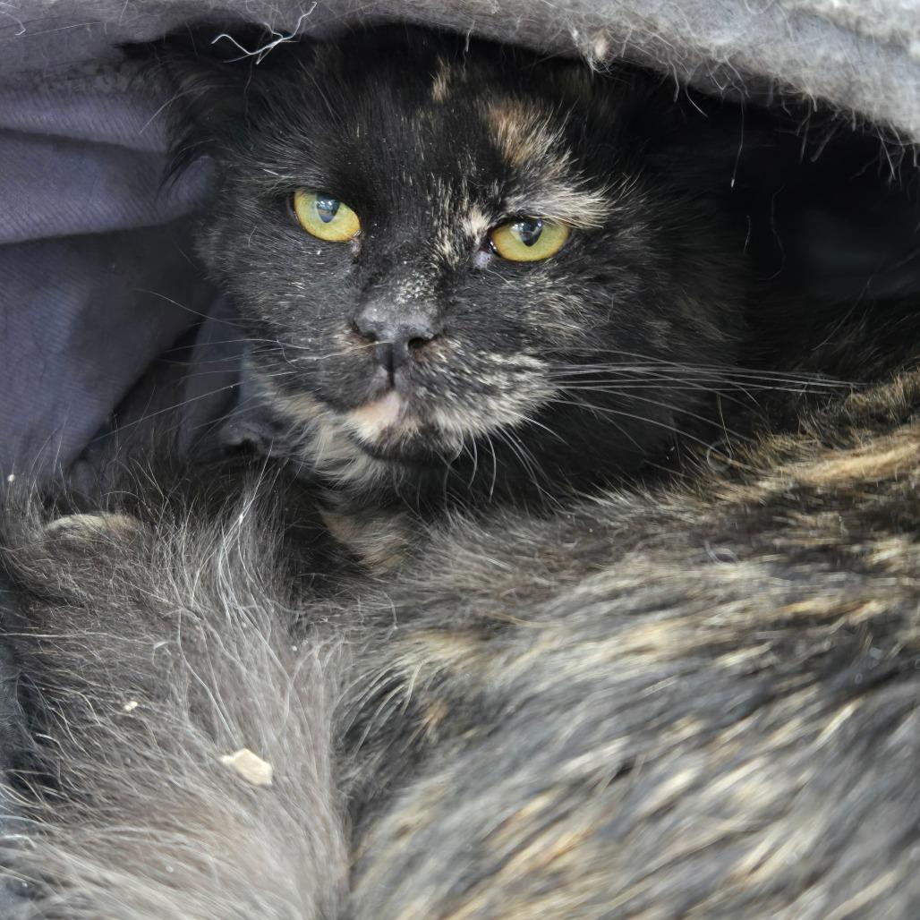 Cough Drop, Adoptable, Young Female Domestic Short Hair.