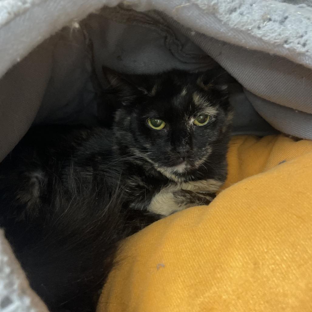 Enlarge Cough Drop, a Adoptable Domestic Short Hair in East Smithfield , PA image 2/6