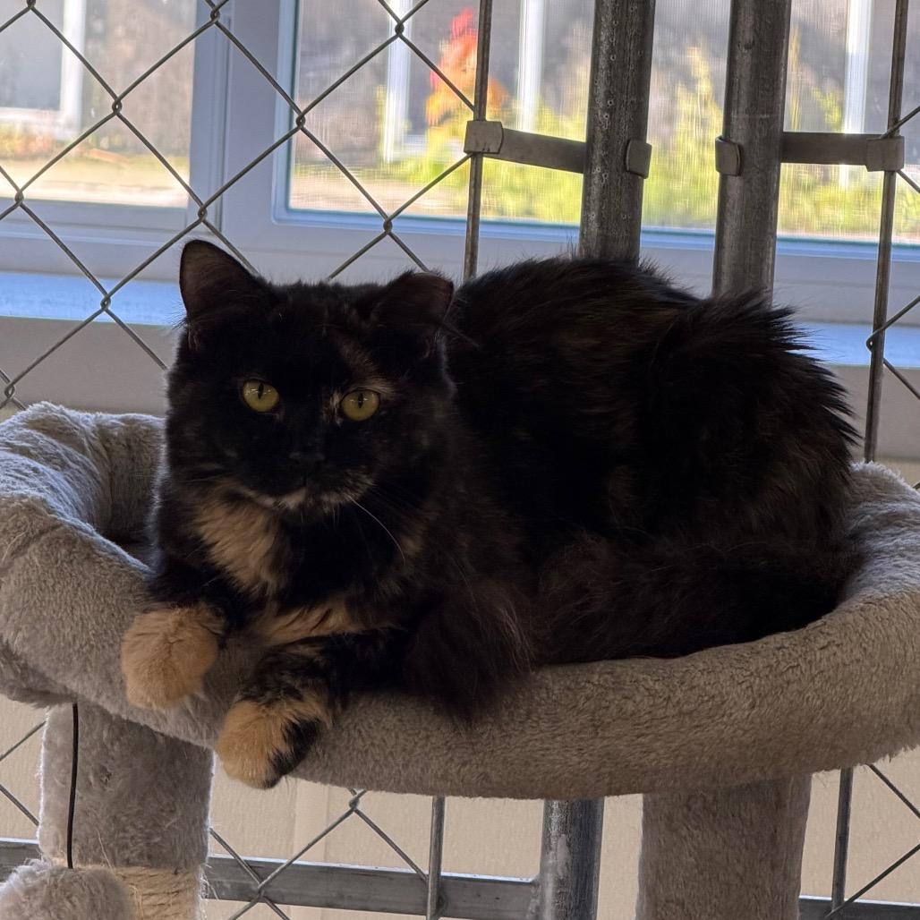 Cough Drop, a Adoptable Domestic Short Hair in East Smithfield , PA image 3/6