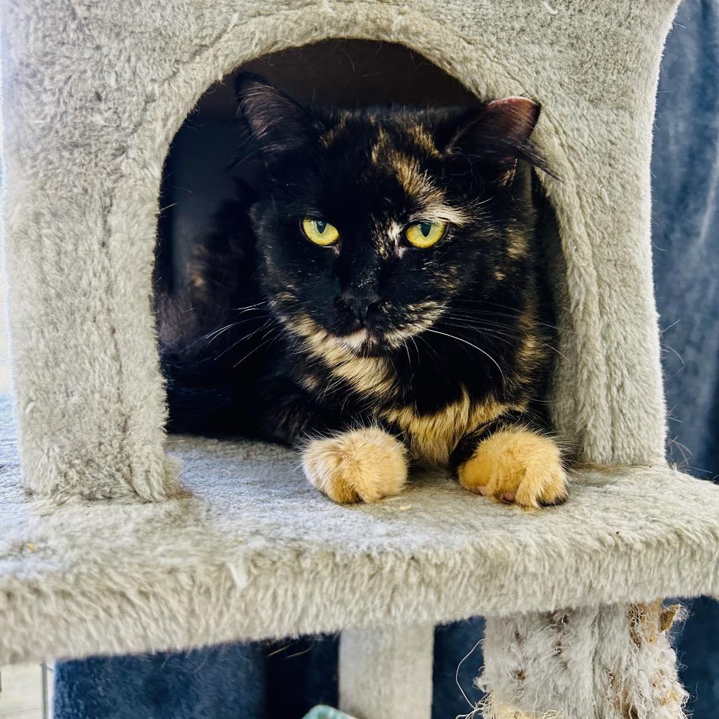 Cough Drop, a Adoptable Domestic Short Hair in East Smithfield , PA image 3/6