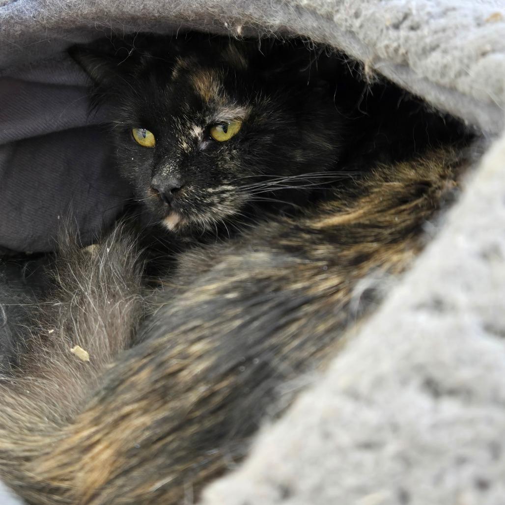 Enlarge Cough Drop, a Adoptable Domestic Short Hair in East Smithfield , PA image 3/6
