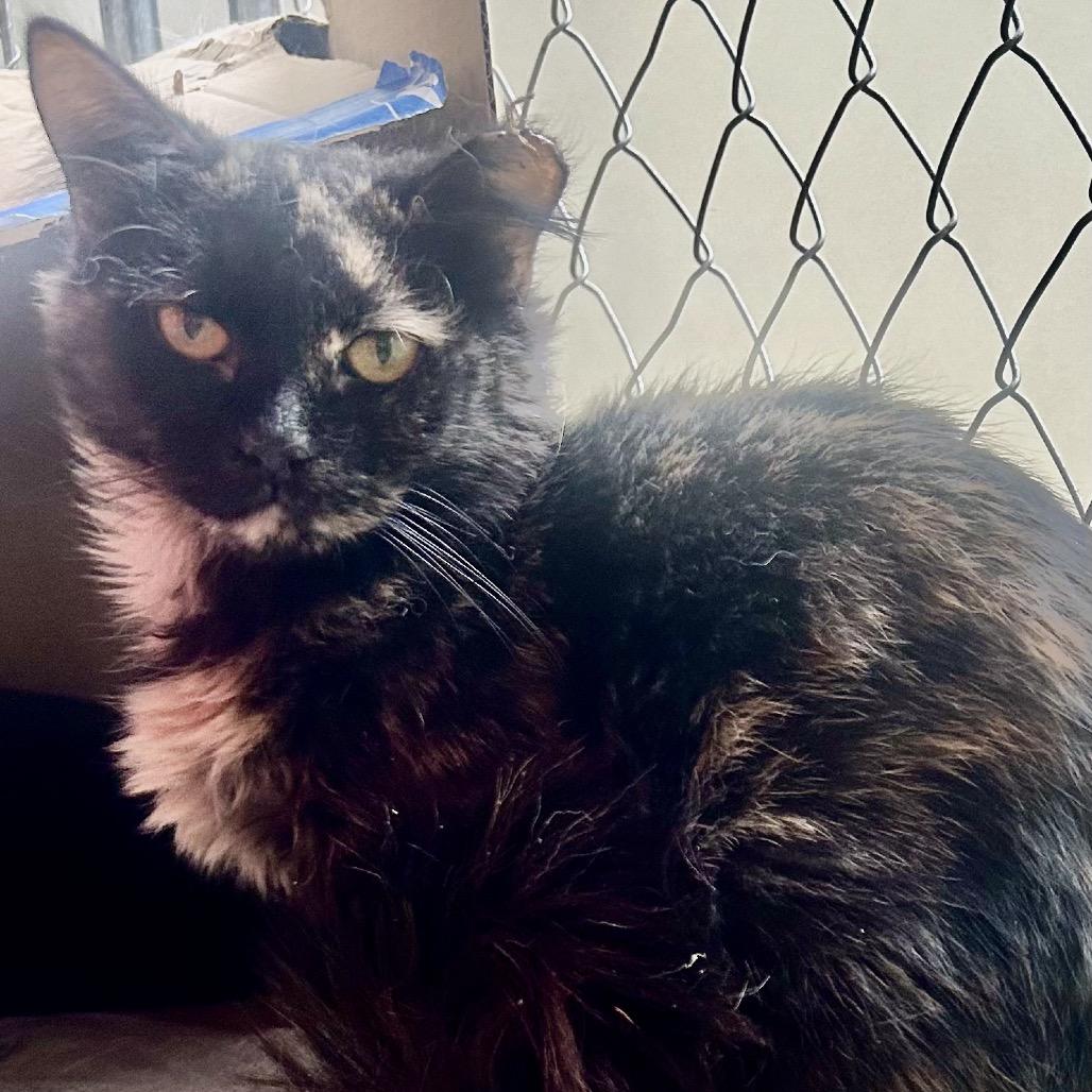 Enlarge Cough Drop, a Adoptable Domestic Short Hair in East Smithfield , PA image 4/6
