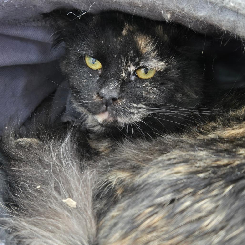 Enlarge Cough Drop, a Adoptable Domestic Short Hair in East Smithfield , PA image 5/6