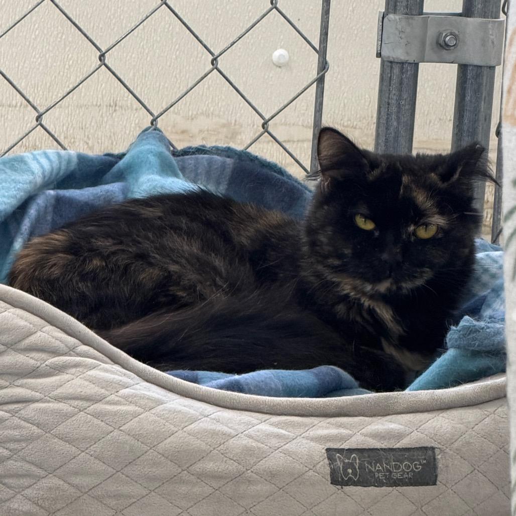 Enlarge Cough Drop, a Adoptable Domestic Short Hair in East Smithfield , PA image 6/6