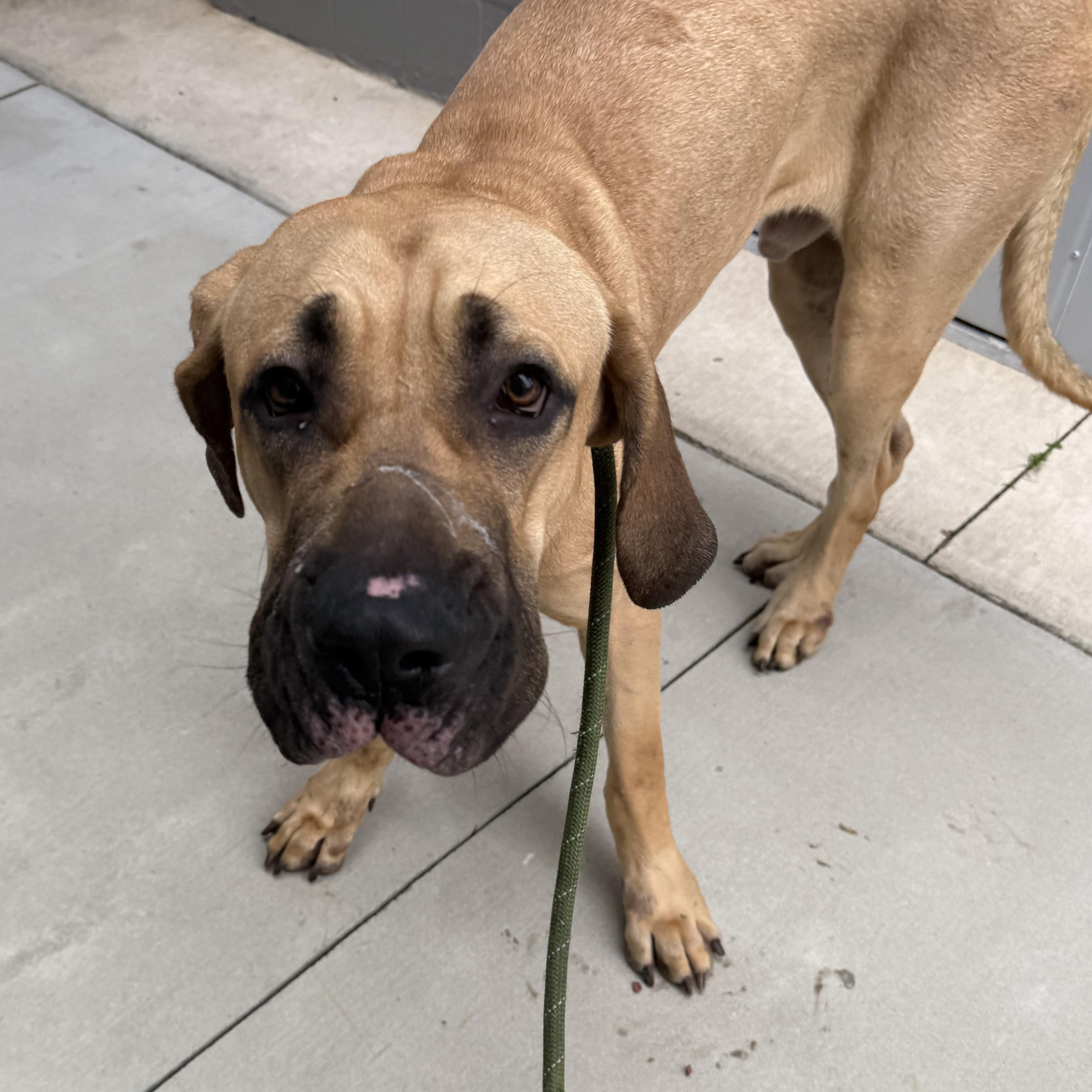 Enlarge Marmaduke , an adopted mixed breed in Lancaster, SC image 3/4