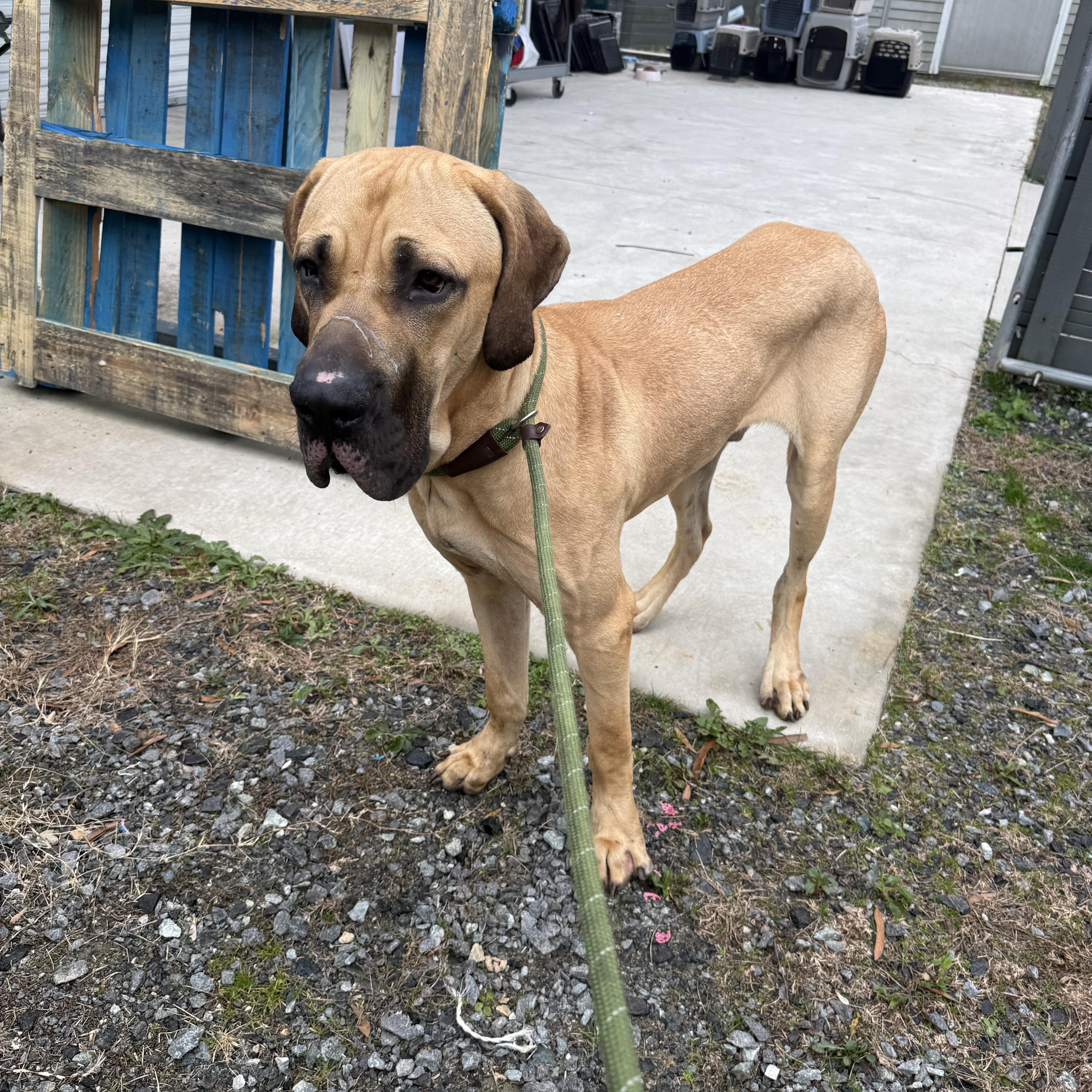 Enlarge Marmaduke , an adopted mixed breed in Lancaster, SC image 1/4