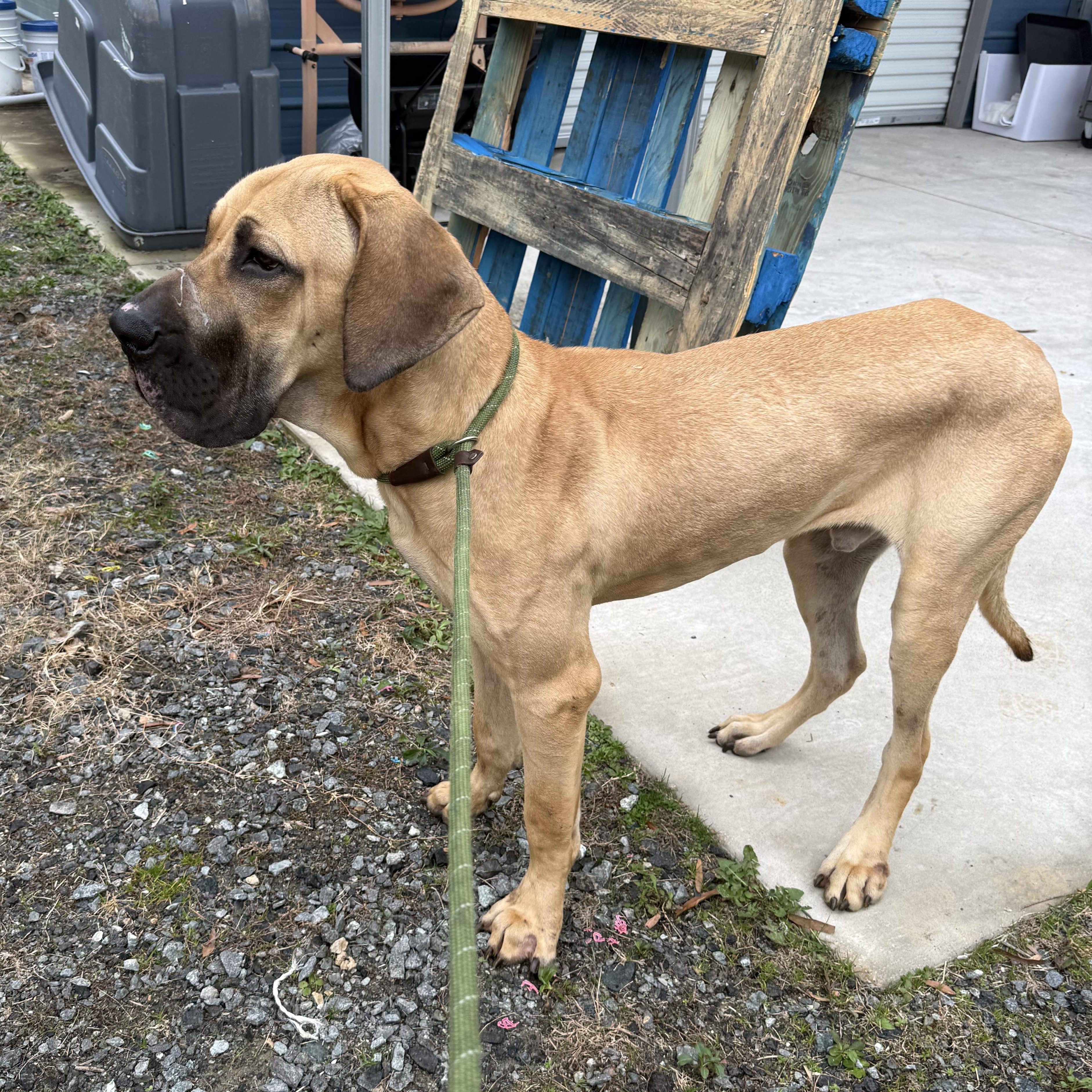 Enlarge Marmaduke , an adopted mixed breed in Lancaster, SC image 2/4