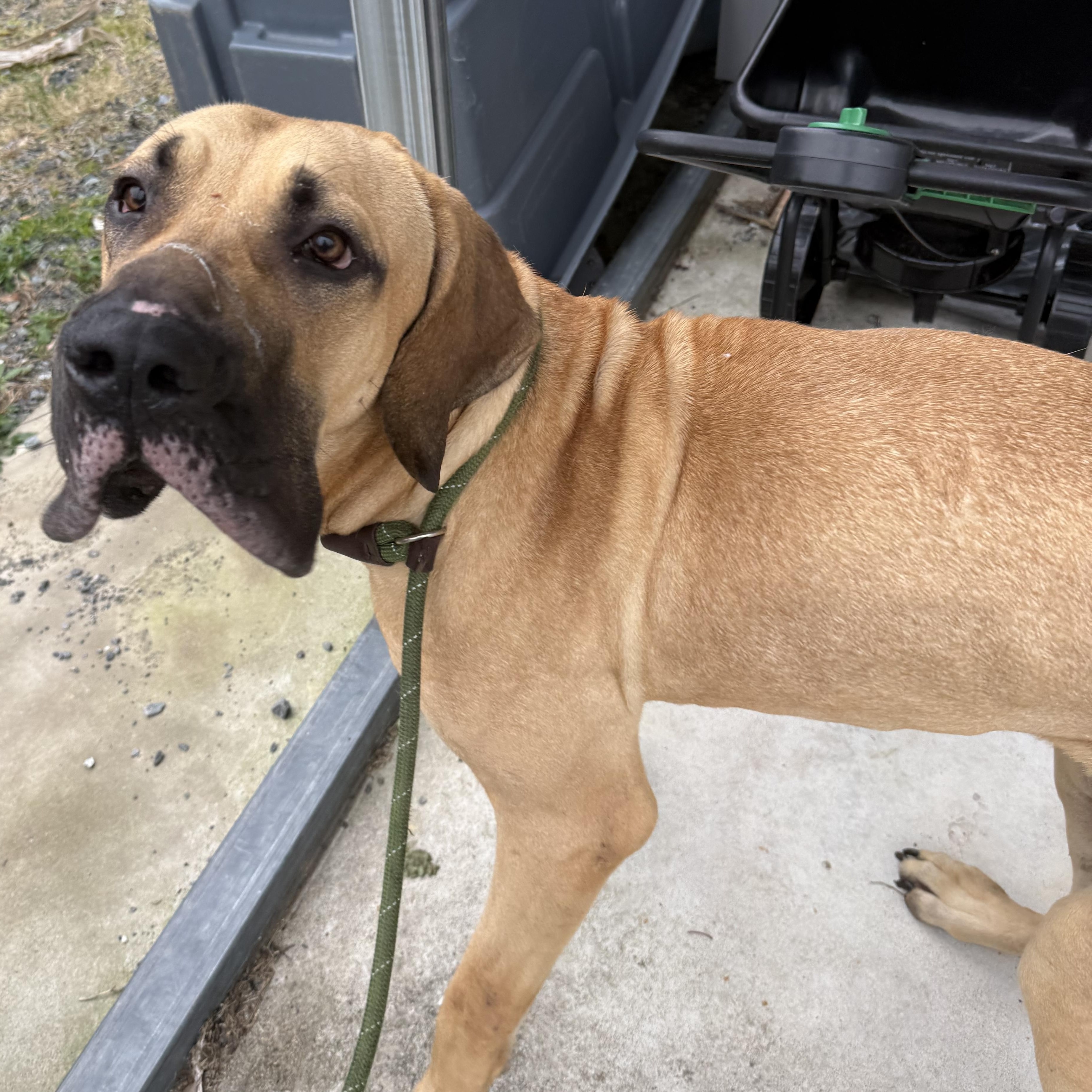 Enlarge Marmaduke , an adopted mixed breed in Lancaster, SC image 4/4