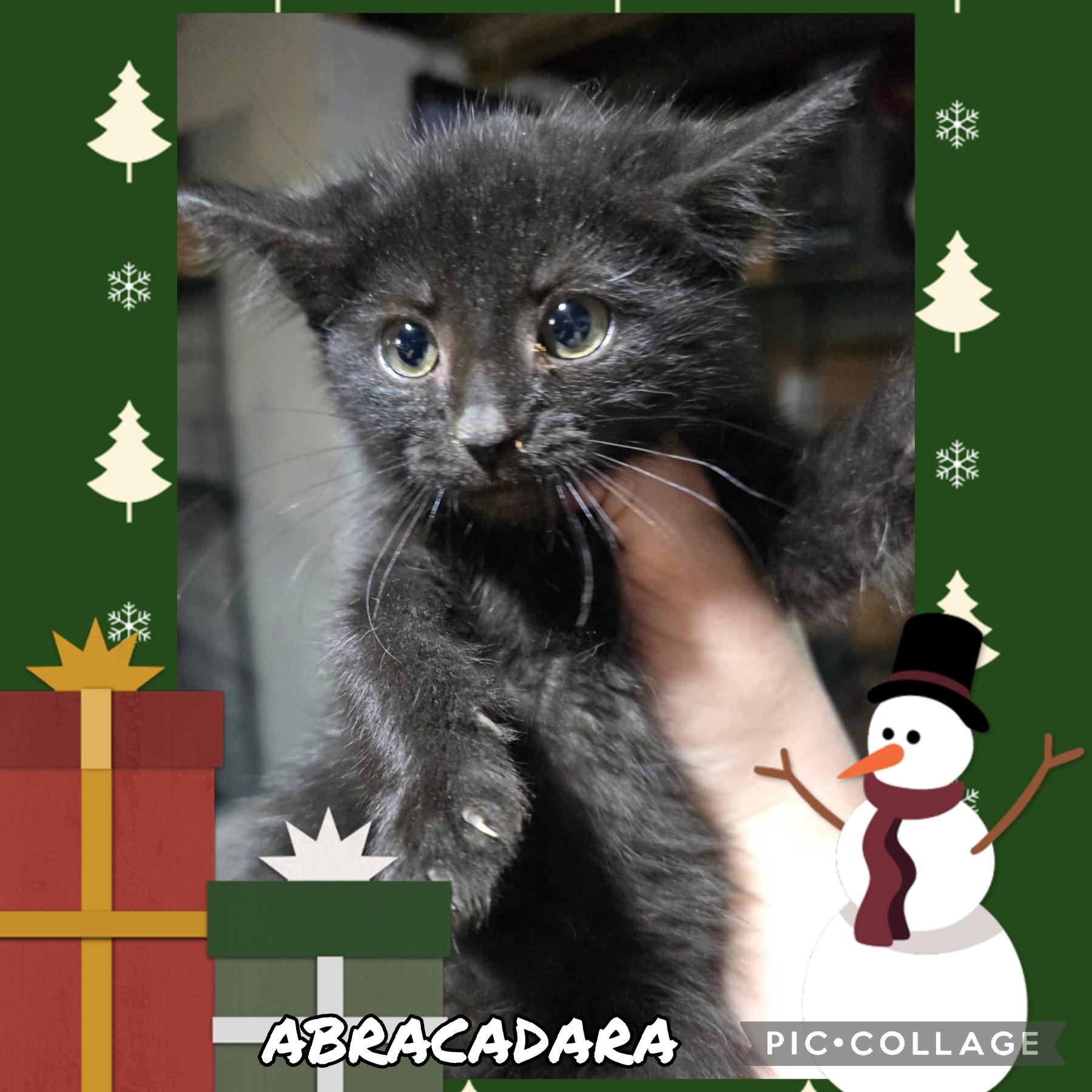 Abracadara , adopted, Kitten Female Domestic Short Hair.