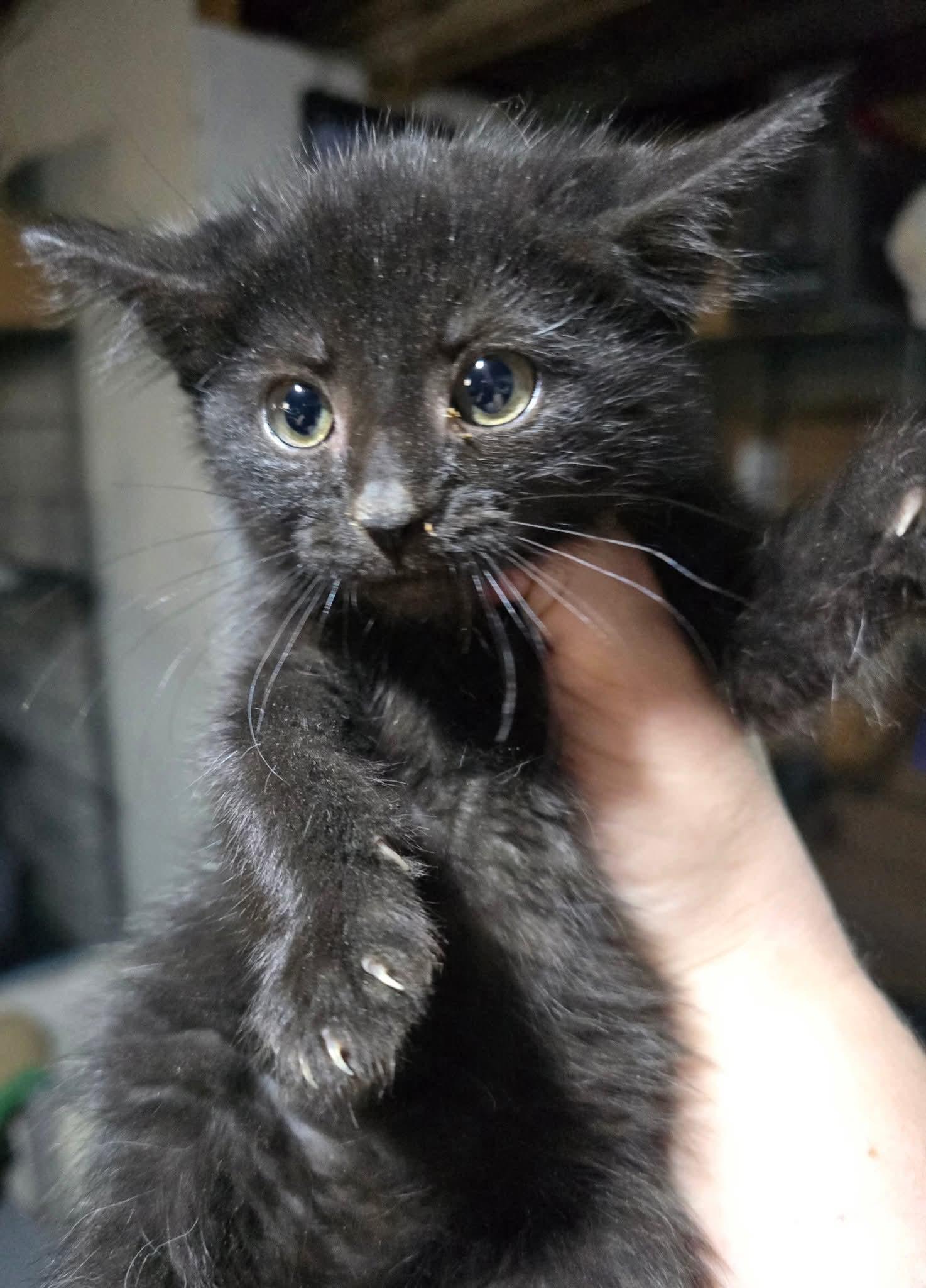 Enlarge Abracadara , an adopted Domestic Short Hair in Elizabeth, PA image 4/4