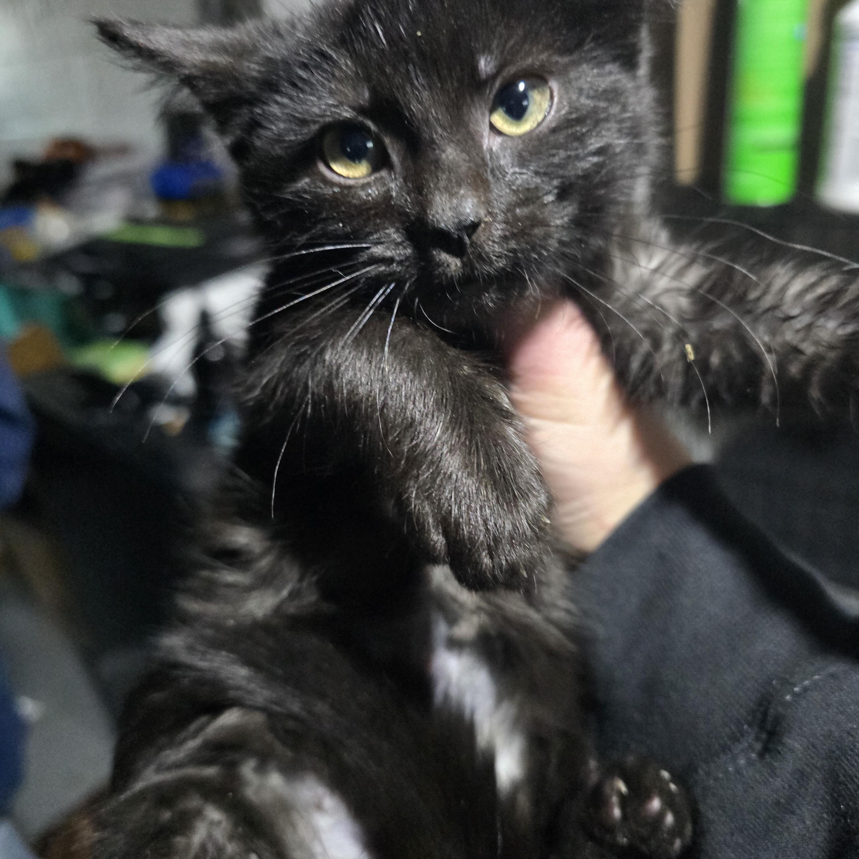 Enlarge Abracadara , an adopted Domestic Short Hair in Elizabeth, PA image 2/4