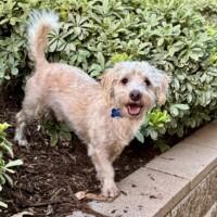 Enlarge Calm, Cute and Charming Casey, a Adoptable mixed breed in Carlsbad, CA image 5/5