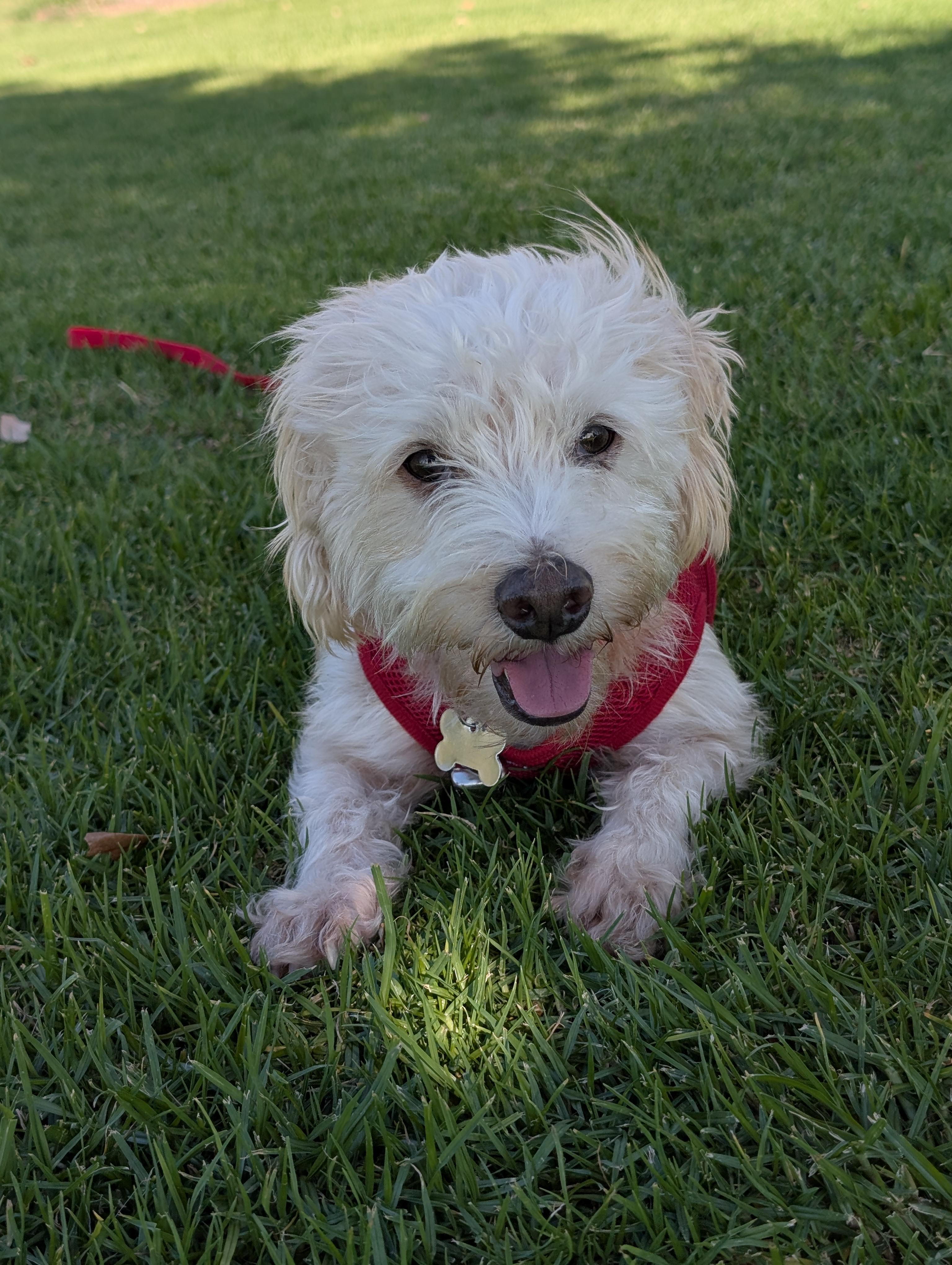 Enlarge Calm, Cute and Charming Casey, a Adoptable mixed breed in Carlsbad, CA image 2/5