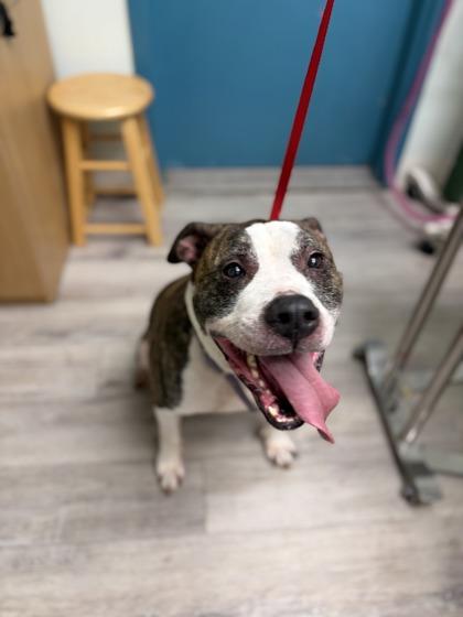 Enzo, ADOPTABLE, Senior Male Pit Bull Terrier.
