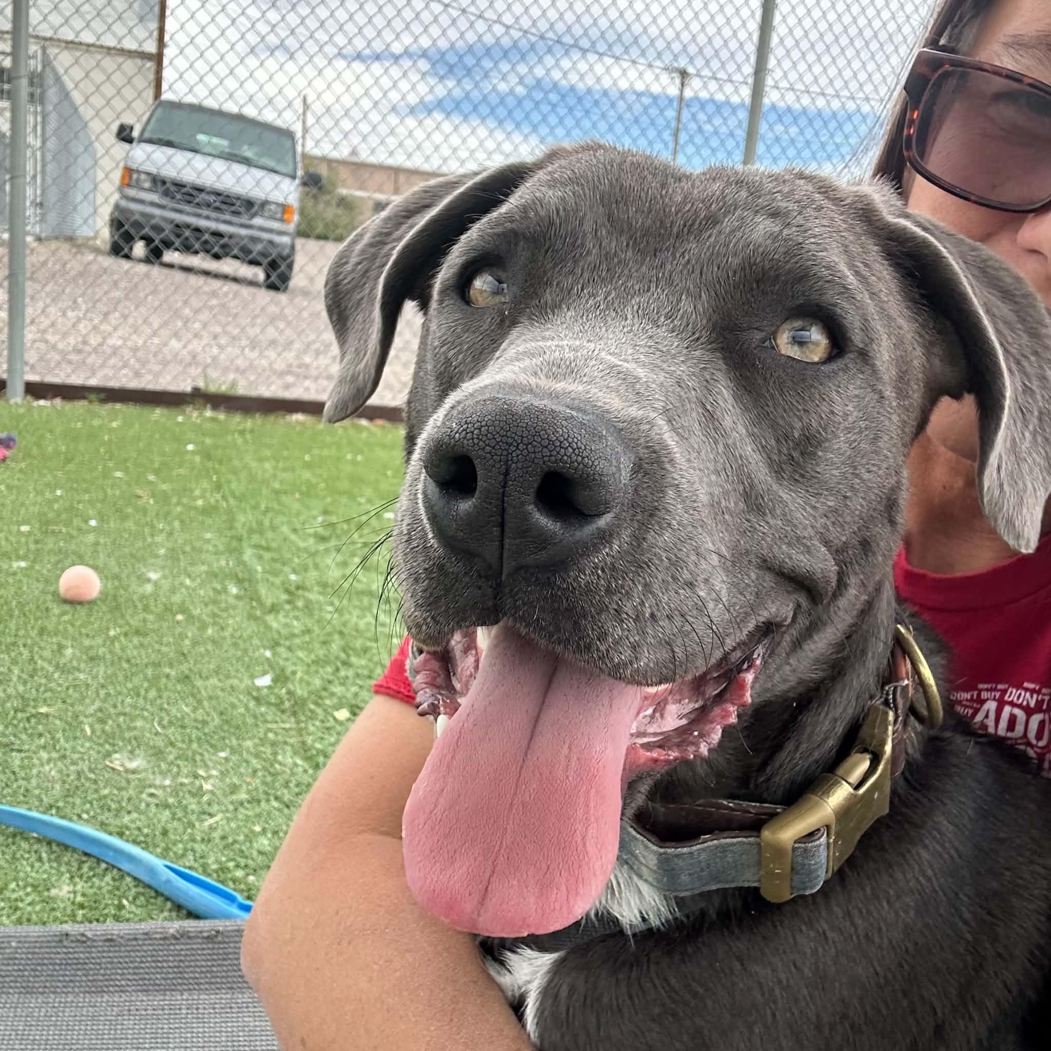 Enlarge Smokey, an adoptable mixed breed in Truth or Consequences , NM image 4/6