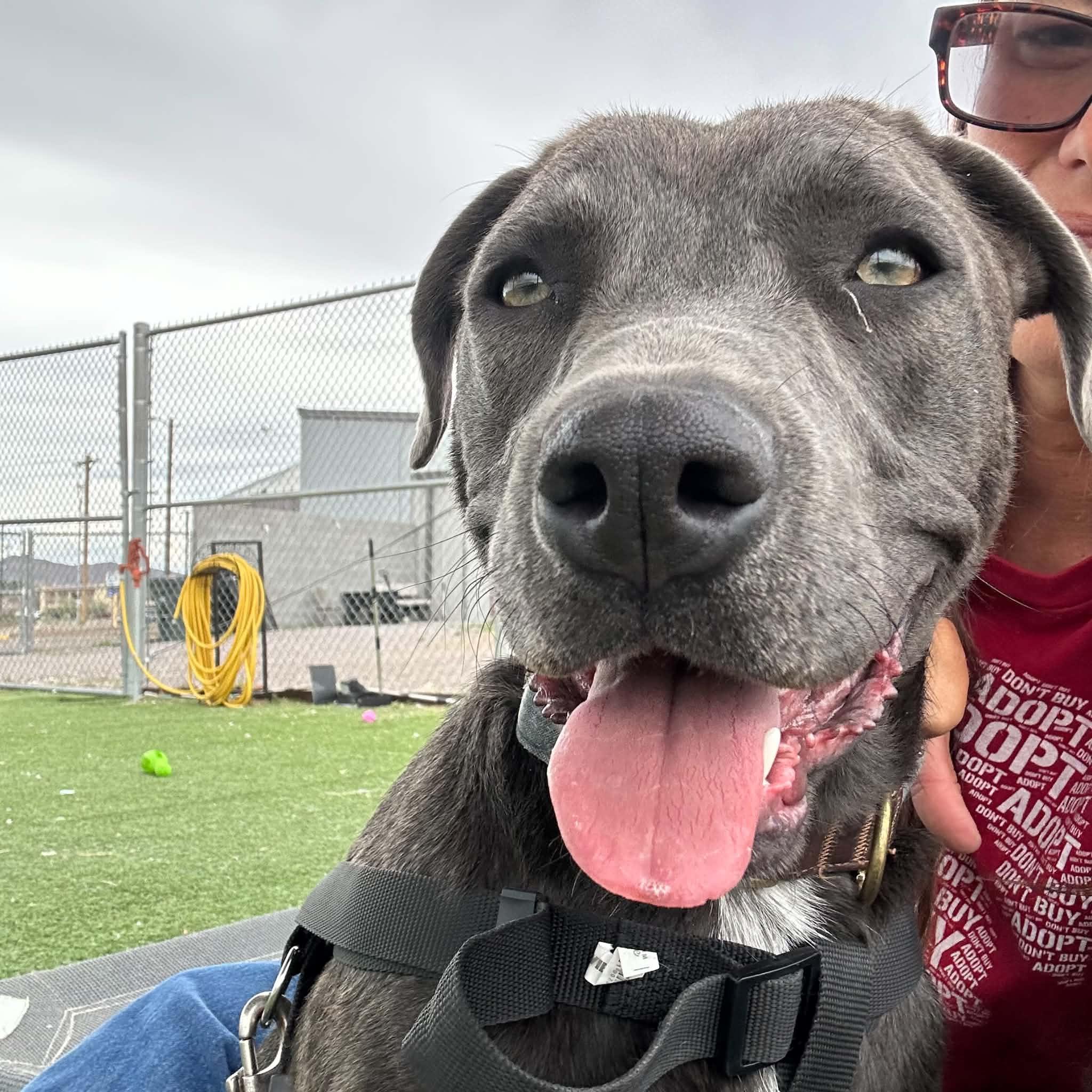 Enlarge Smokey, an adoptable mixed breed in Truth or Consequences , NM image 6/6