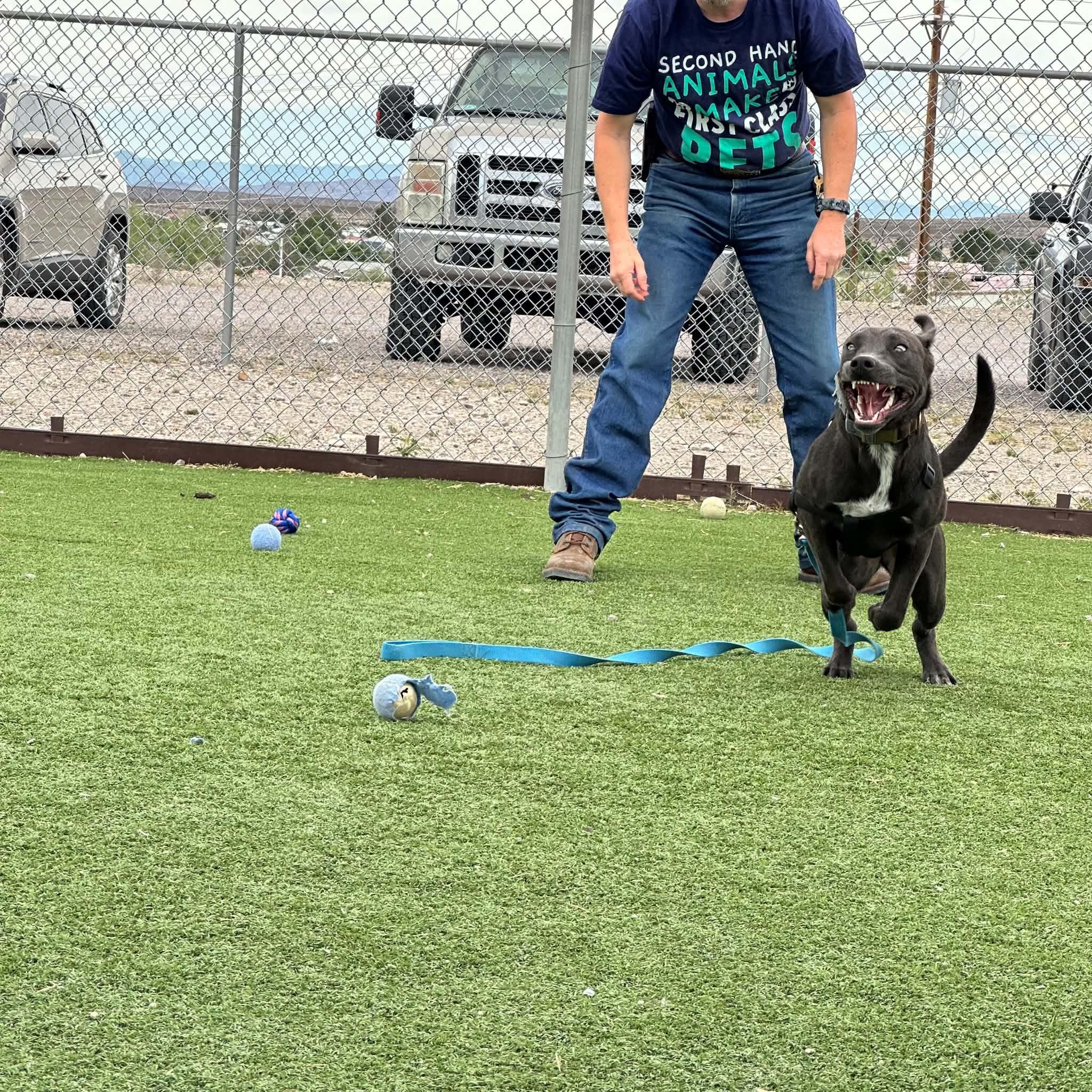 Enlarge Smokey, an adoptable mixed breed in Truth or Consequences , NM image 2/6