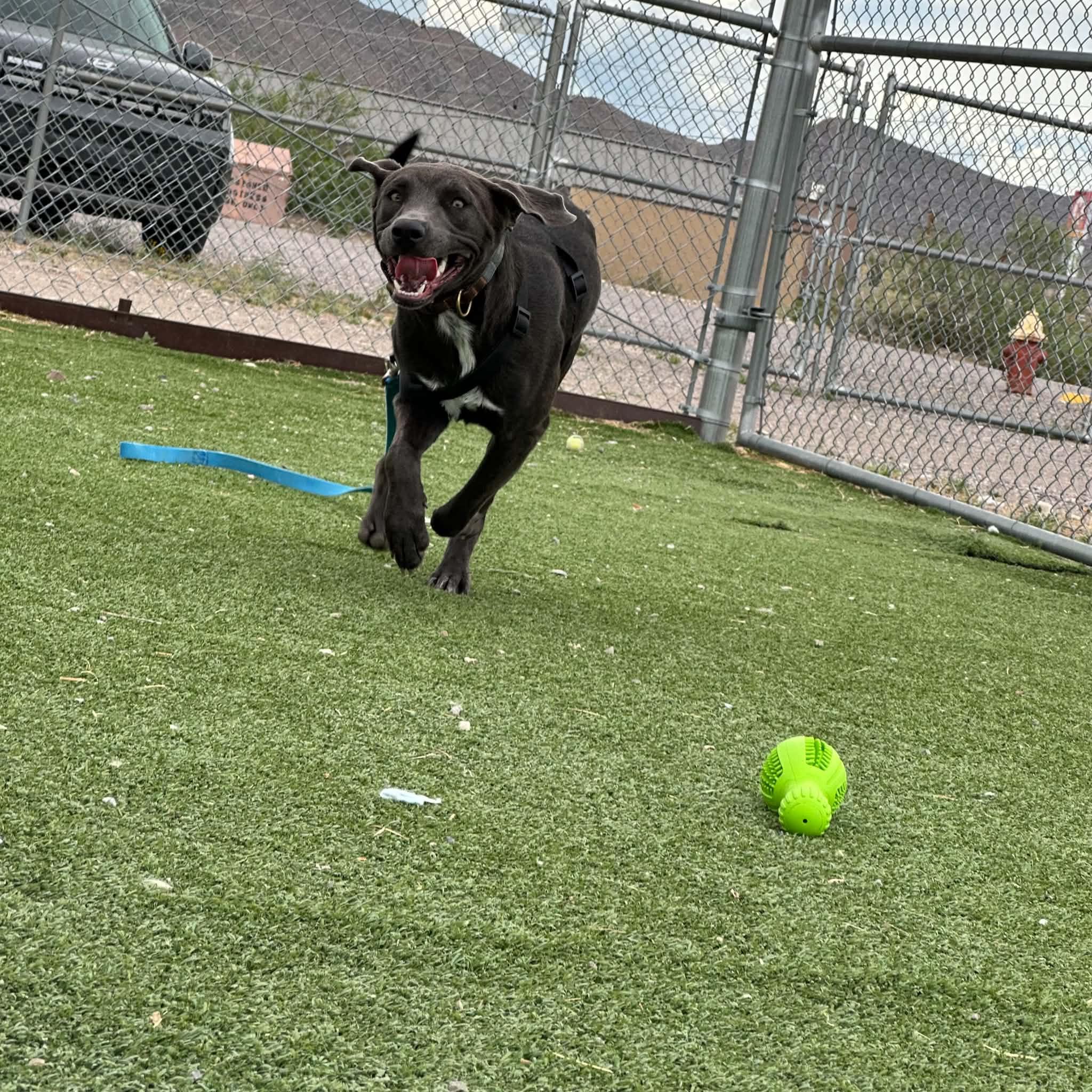 Enlarge Smokey, an adoptable mixed breed in Truth or Consequences , NM image 1/6