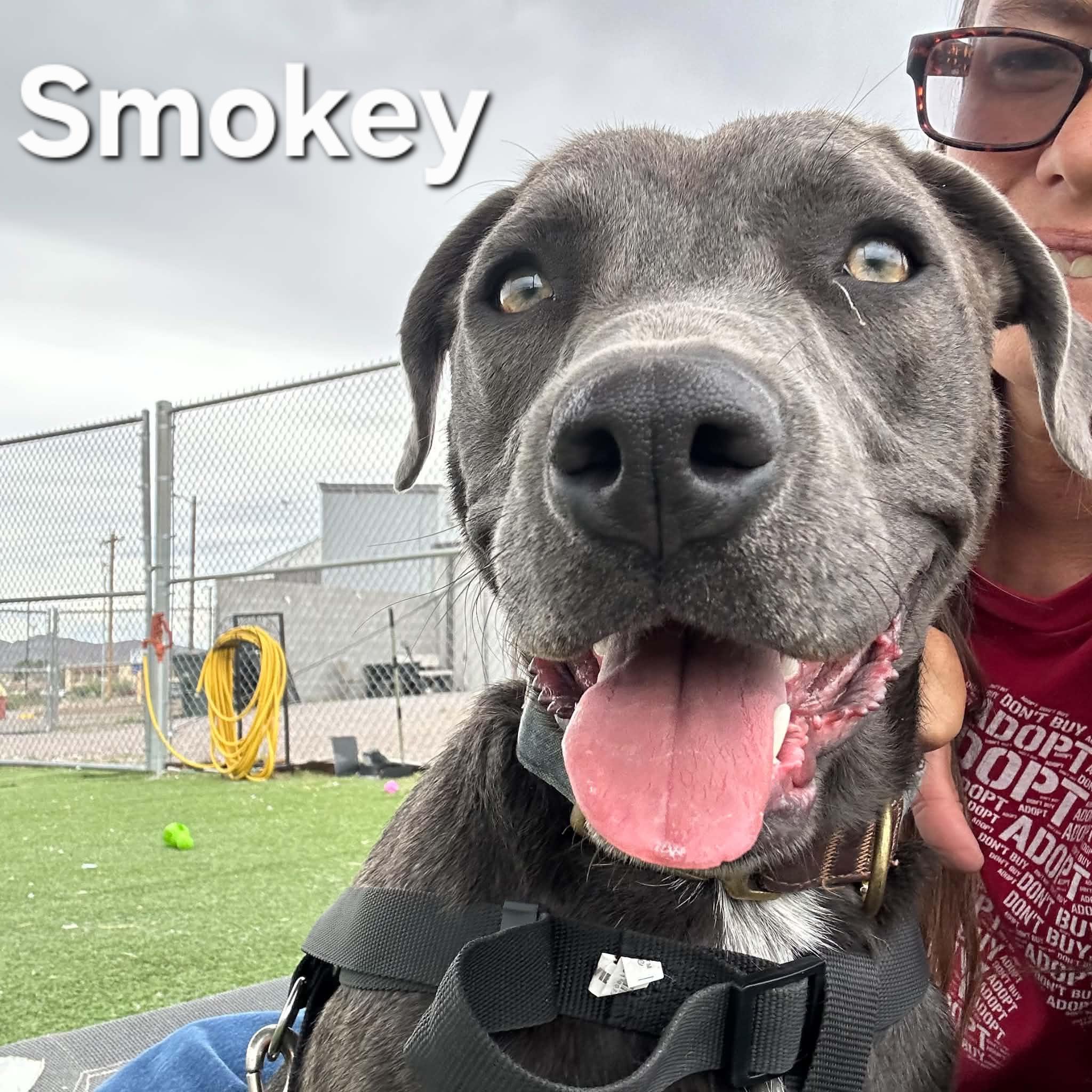 Enlarge Smokey, an adoptable mixed breed in Truth or Consequences , NM image 5/6