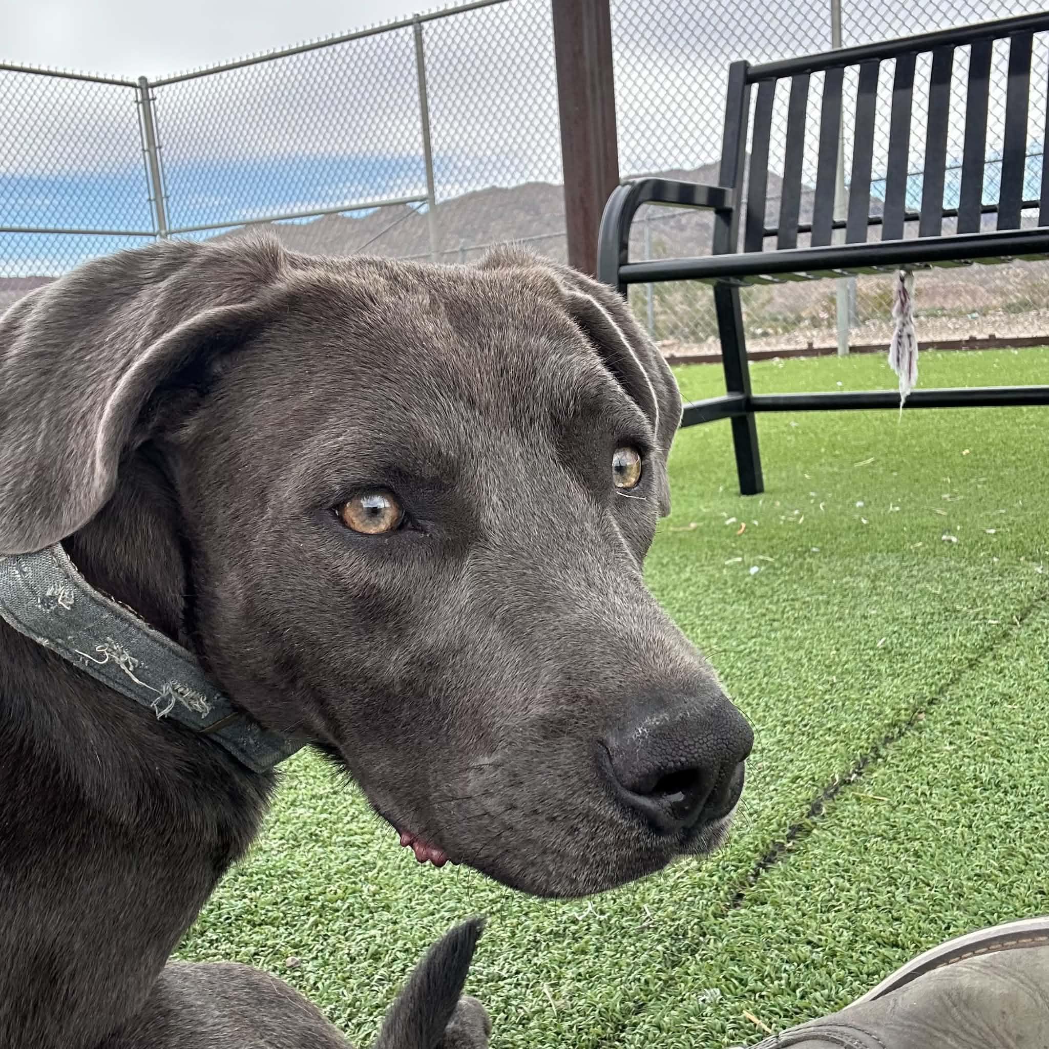 Enlarge Smokey, an adoptable mixed breed in Truth or Consequences , NM image 3/6