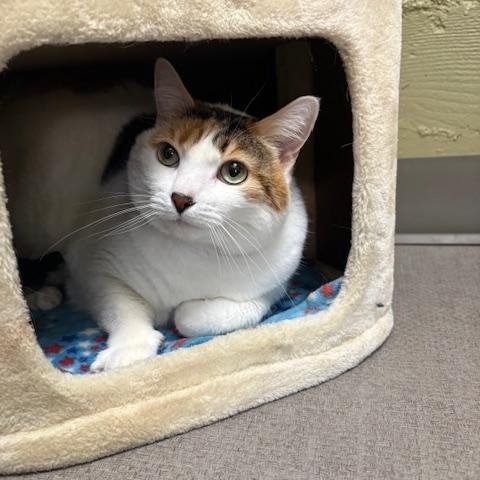 Enlarge Ciely, a ADOPTABLE Domestic Short Hair in Grass Valley, CA image 1/1