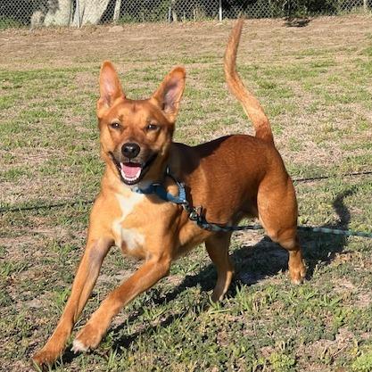 Enlarge Lokie, a Adoptable mixed breed in Lake Panasoffkee, FL image 1/6