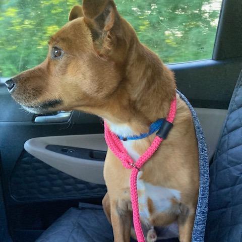 Enlarge Lokie, a Adoptable mixed breed in Lake Panasoffkee, FL image 2/6