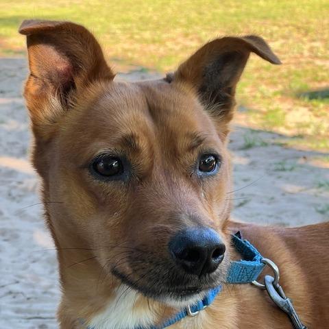 Enlarge Lokie, a Adoptable mixed breed in Lake Panasoffkee, FL image 3/6