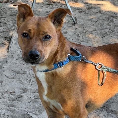 Enlarge Lokie, a Adoptable mixed breed in Lake Panasoffkee, FL image 4/6