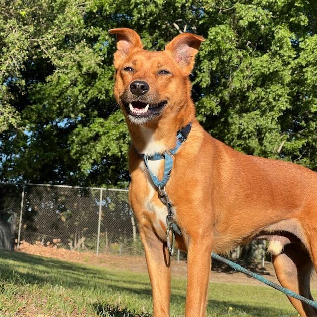 Enlarge Lokie, a Adoptable mixed breed in Lake Panasoffkee, FL image 5/6