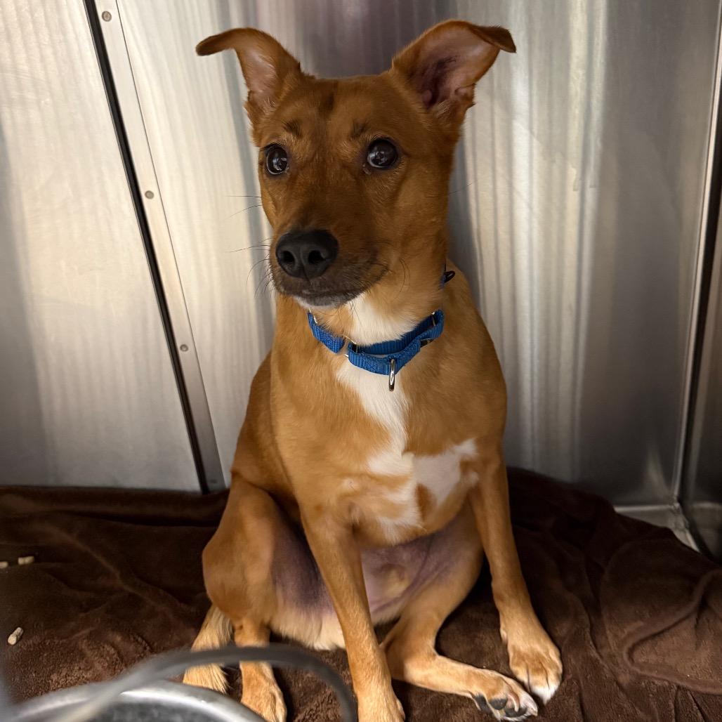 Enlarge Lokie, a Adoptable mixed breed in Lake Panasoffkee, FL image 6/6